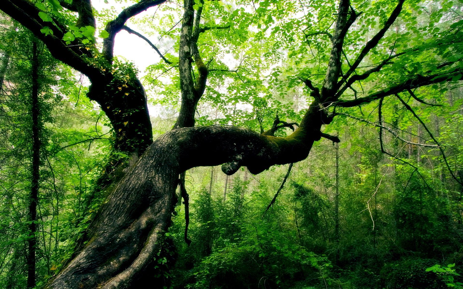 creepy, nature, leaves, green, wood, forest, tree, bends, trunk