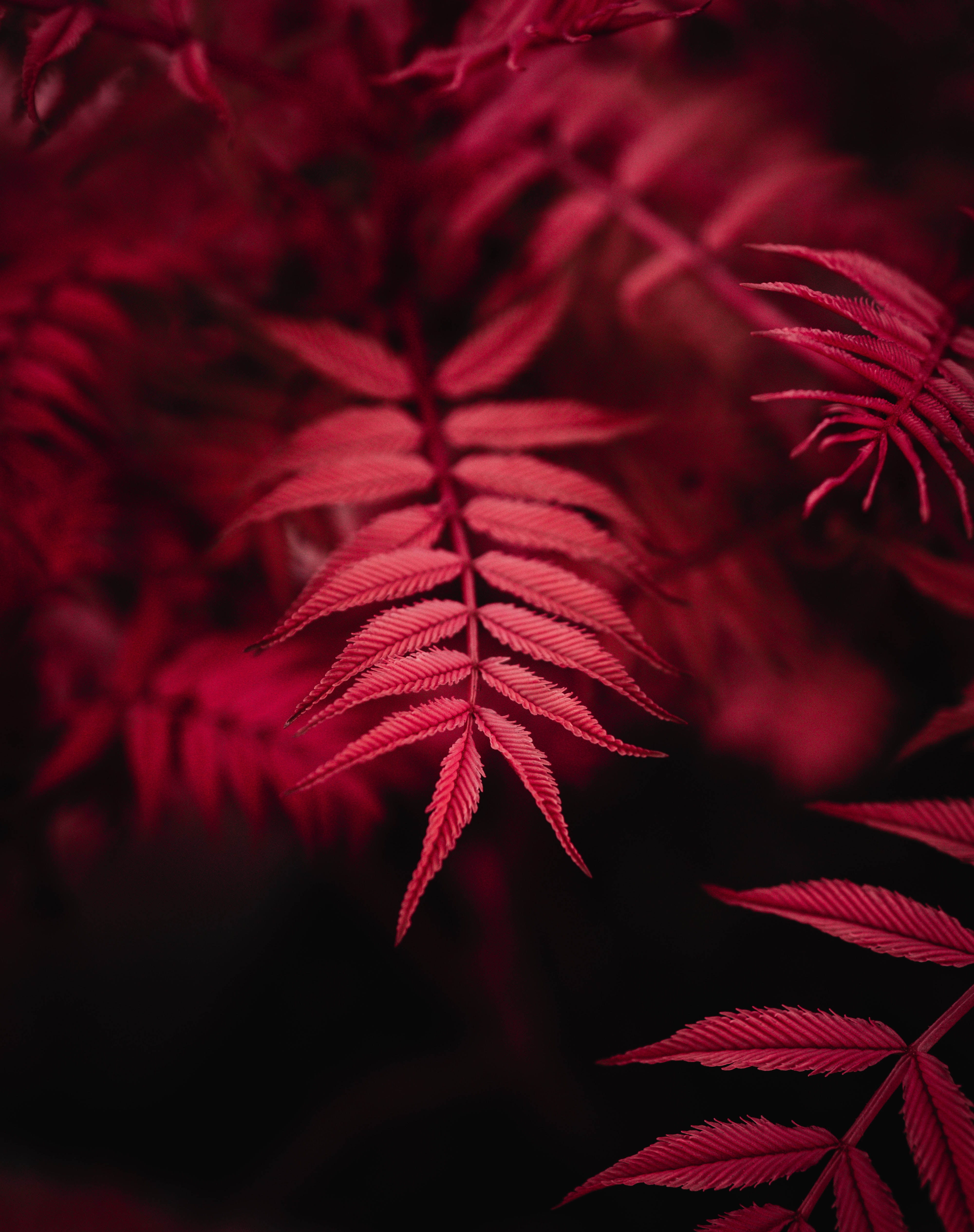 leaves, red, macro, dark 8K