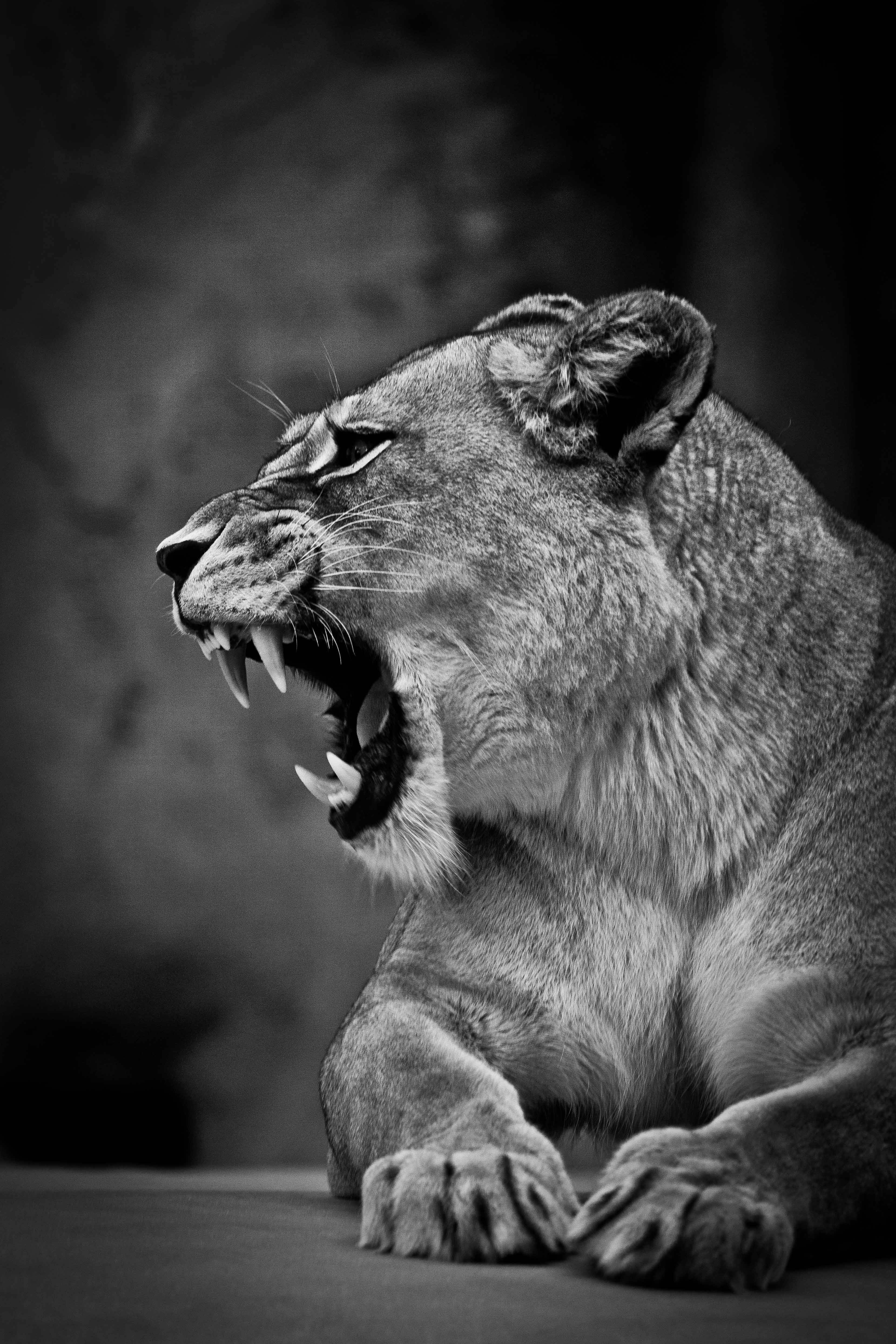 111692 Screensavers and Wallpapers Lioness for phone. Download animals, grin, lion, predator, big cat, lioness, bw, chb pictures for free