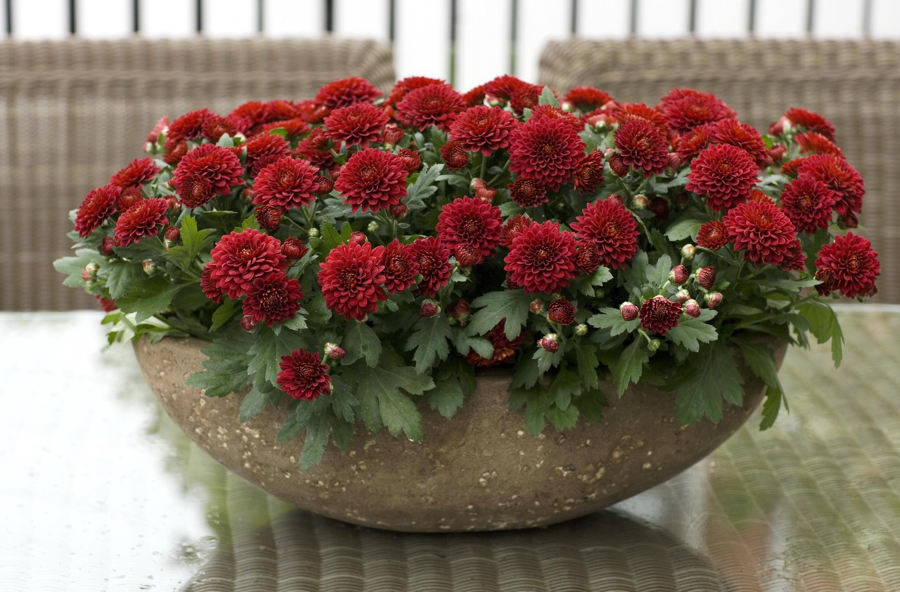 plant pot, chrysanthemum, bright, flowers Lot HD Android Wallpapers