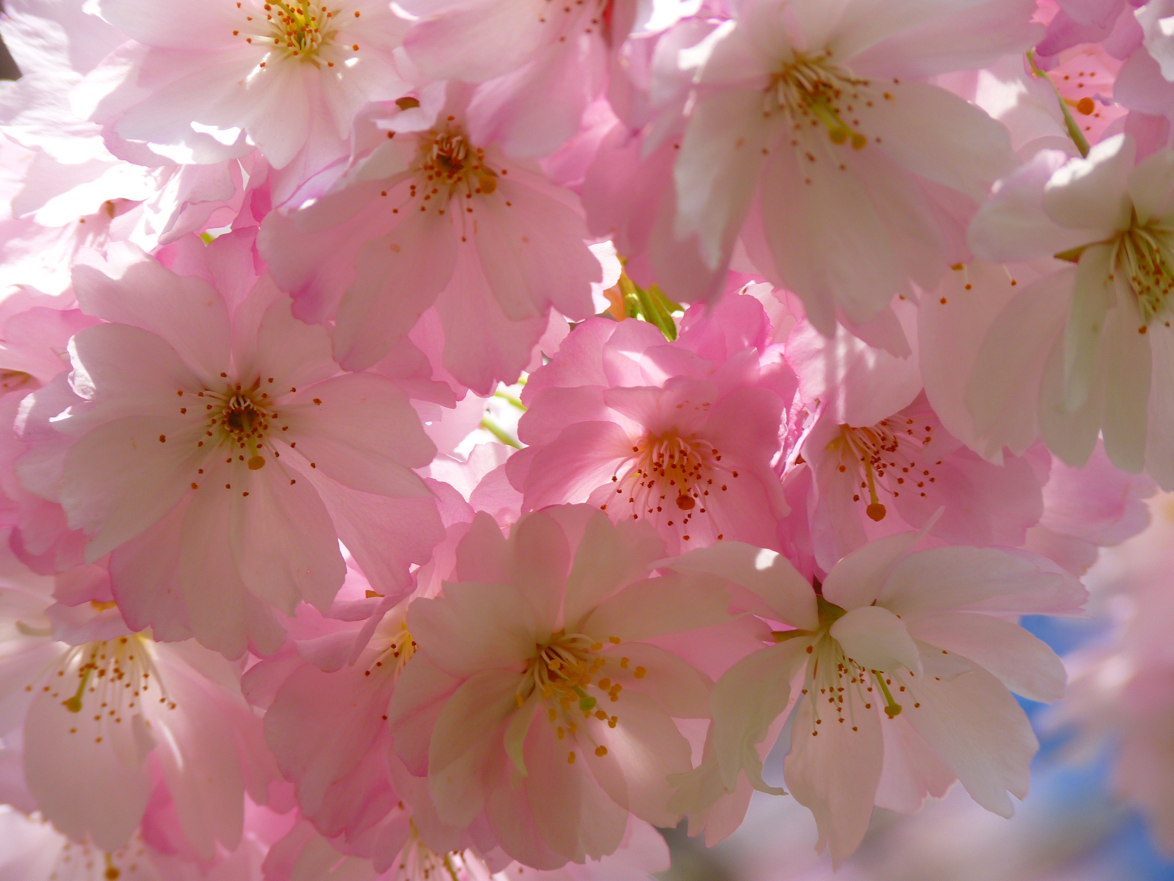 bloom, flowers, flowering, japanese cherry Full HD