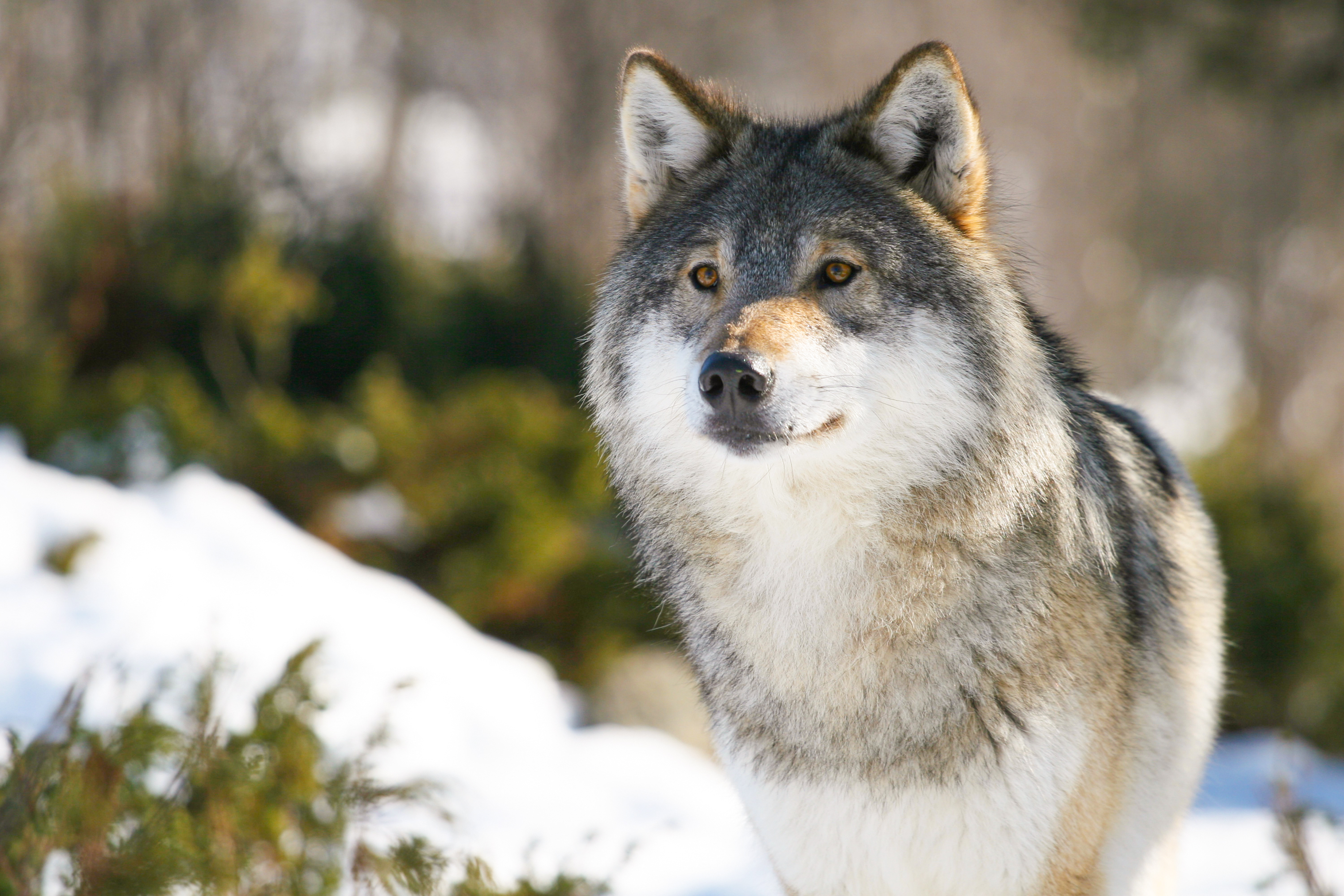 下载手机图片 狼 动物 免费