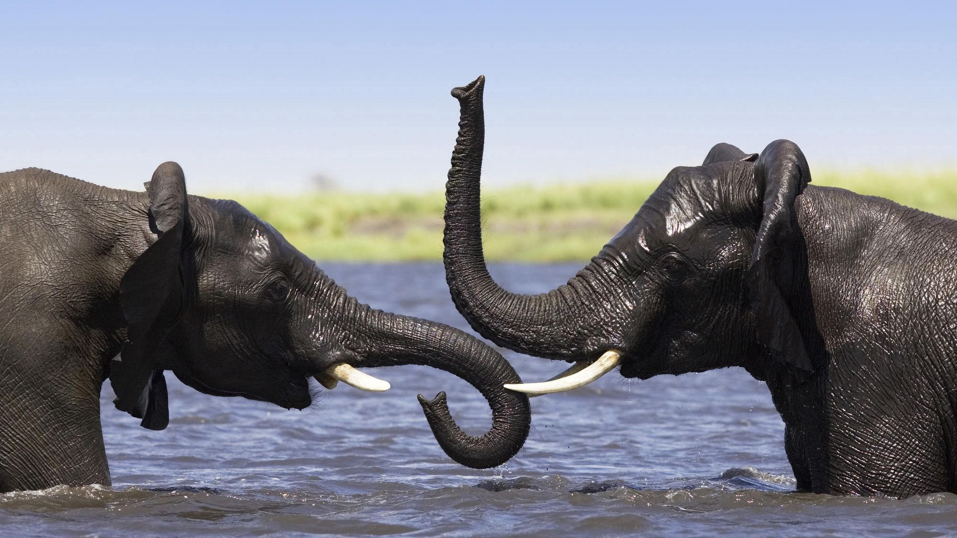 95829 Bildschirmschoner und Hintergrundbilder Elephants auf Ihrem Telefon. Laden Sie baden, spritzen, afrika, der rüssel Bilder kostenlos herunter