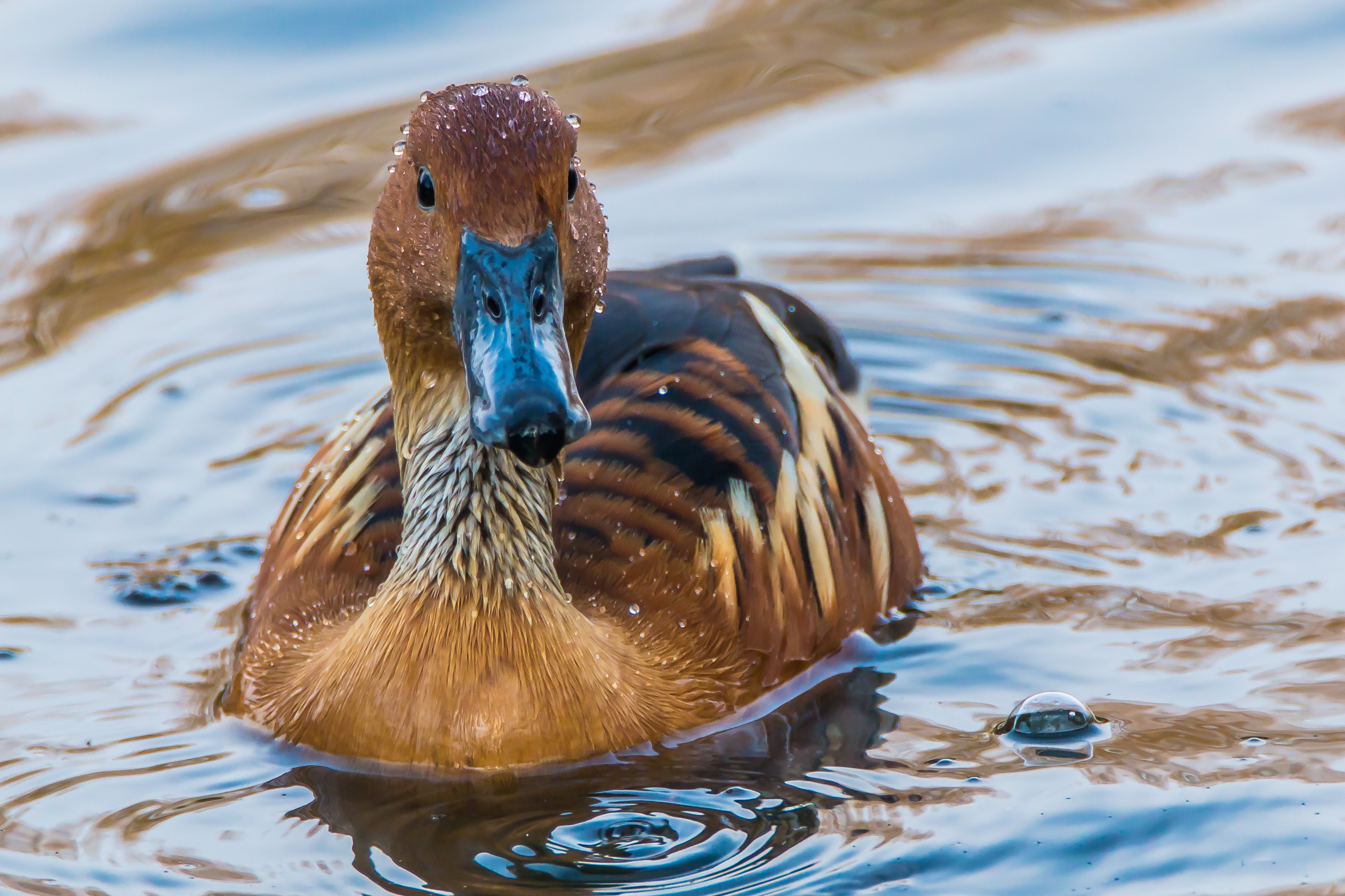 Images & Pictures to swim, bird, animals, duck Swim