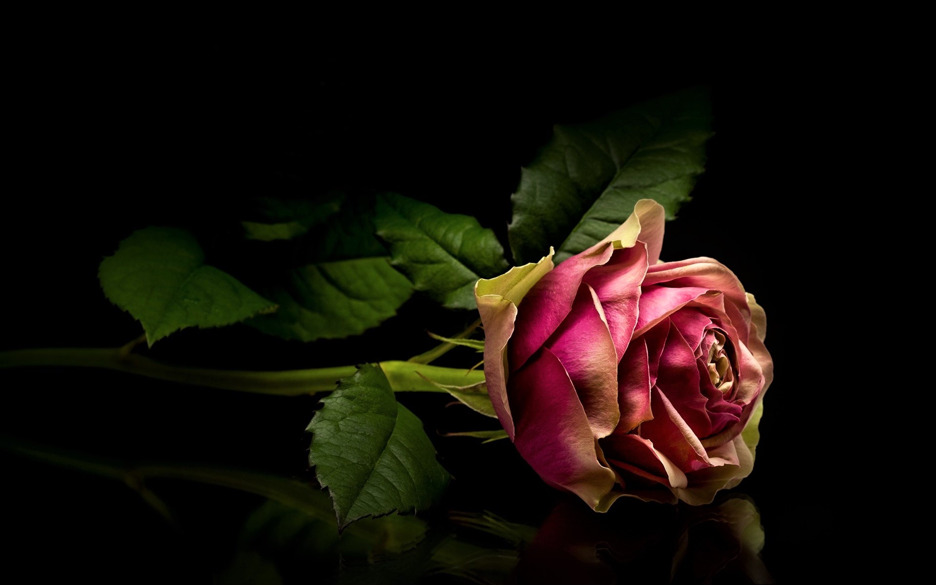 pink flower, flowers, rose, earth Full HD