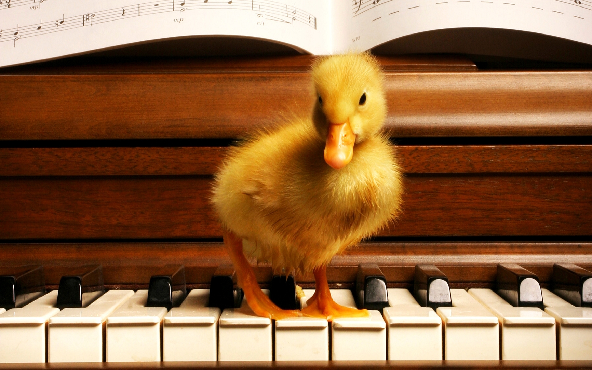 iPhone background animals, music, piano, orange