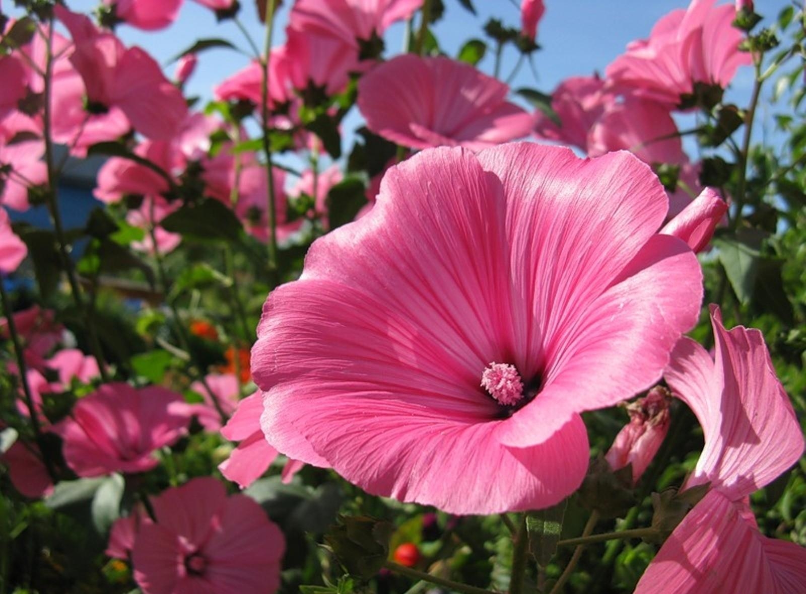 flowers, close up, flowerbed, flower bed, sunny, lavatera