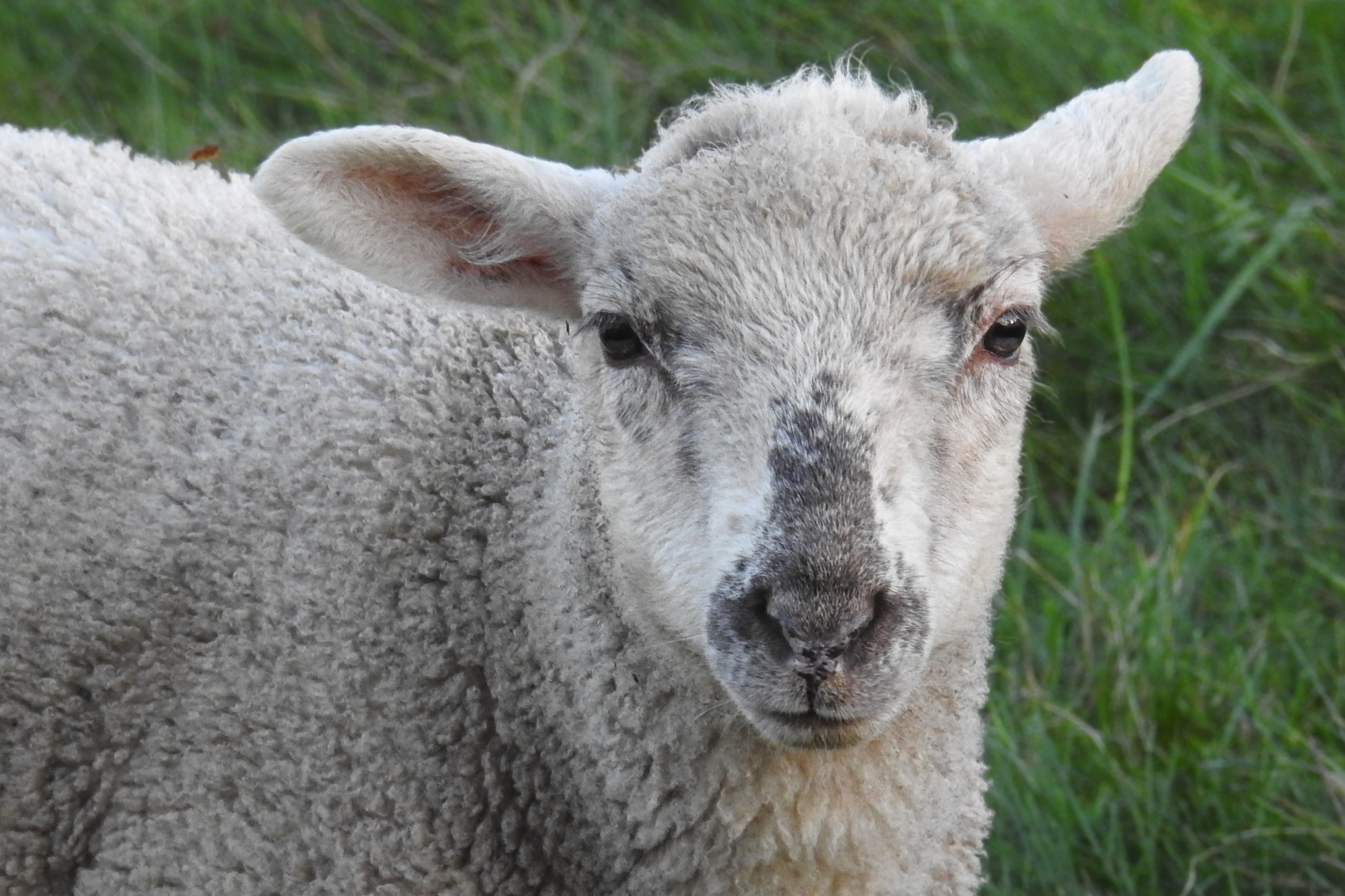 154467 Bildschirmschoner und Hintergrundbilder Schafe auf Ihrem Telefon. Laden Sie schnauze, lockig, lockiges, schaf Bilder kostenlos herunter