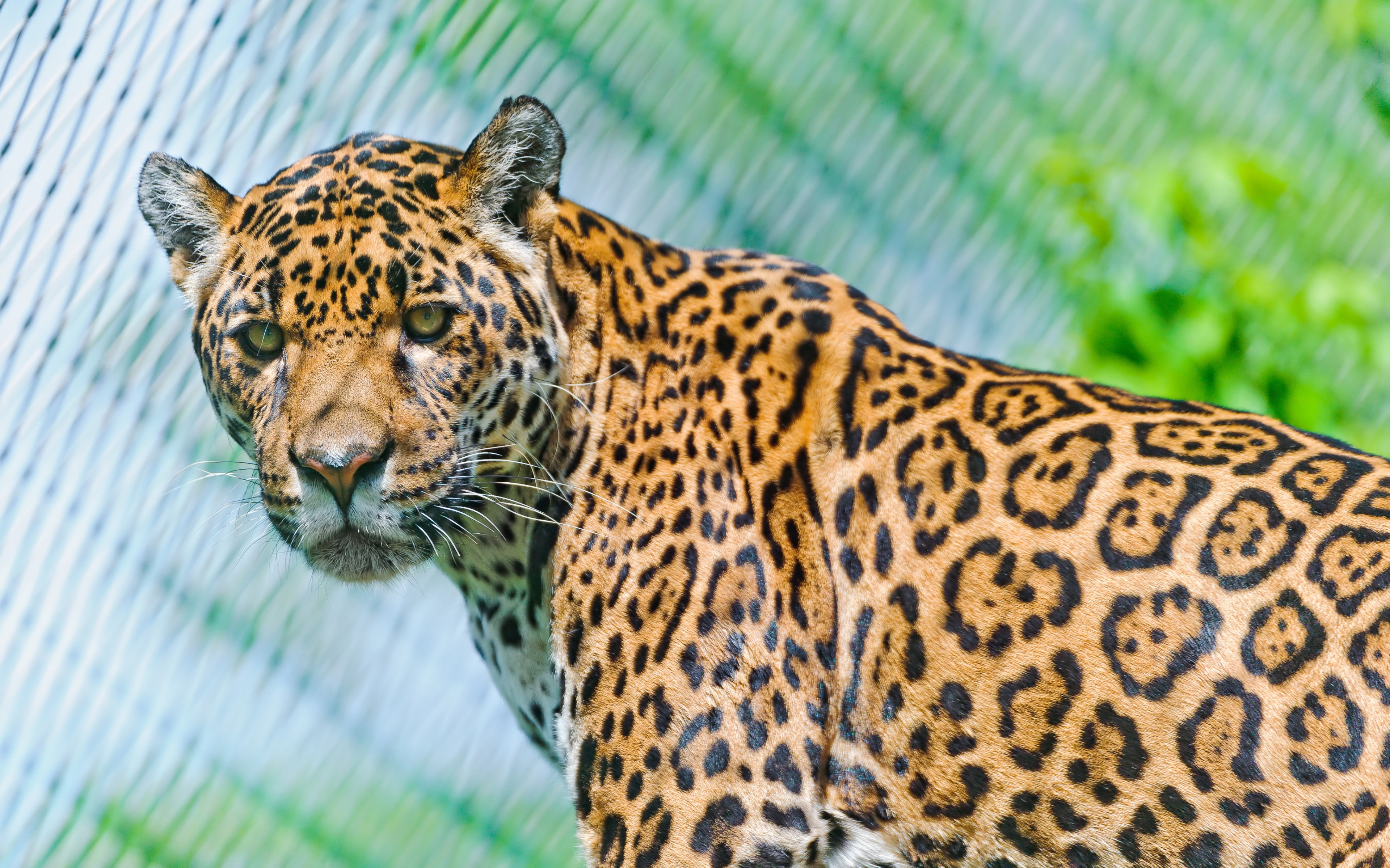 spotty, jaguar, sight, look back HD Wallpaper for Phone