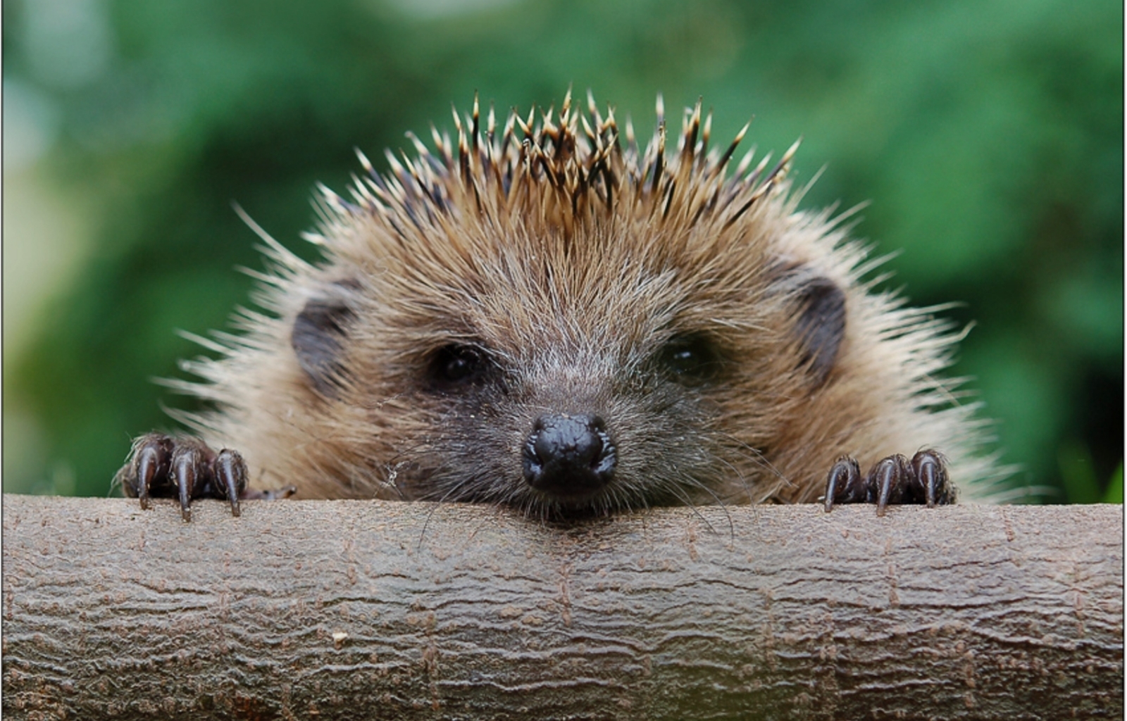 46299 download wallpaper animals, hedgehogs screensavers and pictures for free