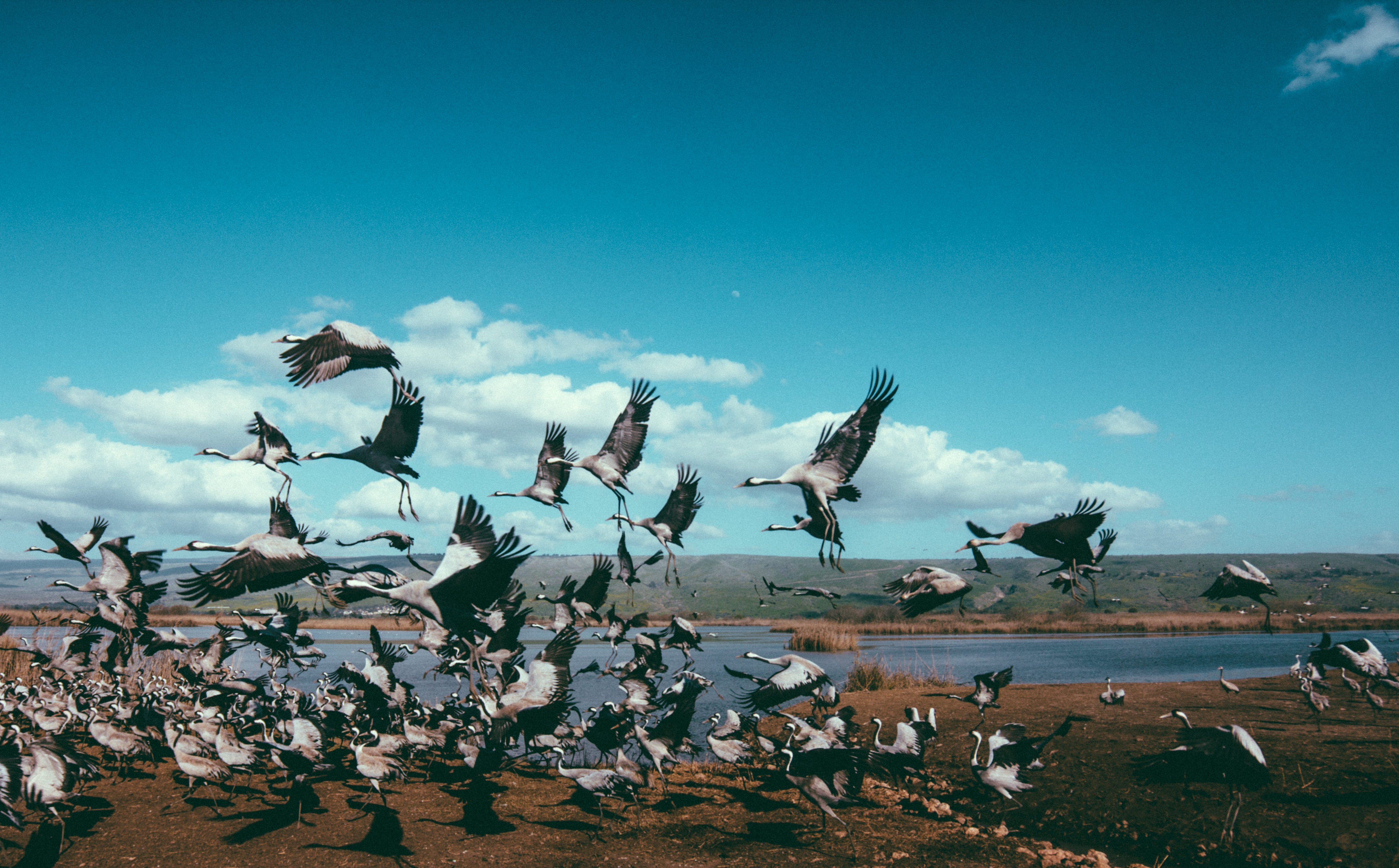 animals, birds, cranes, flight, flock