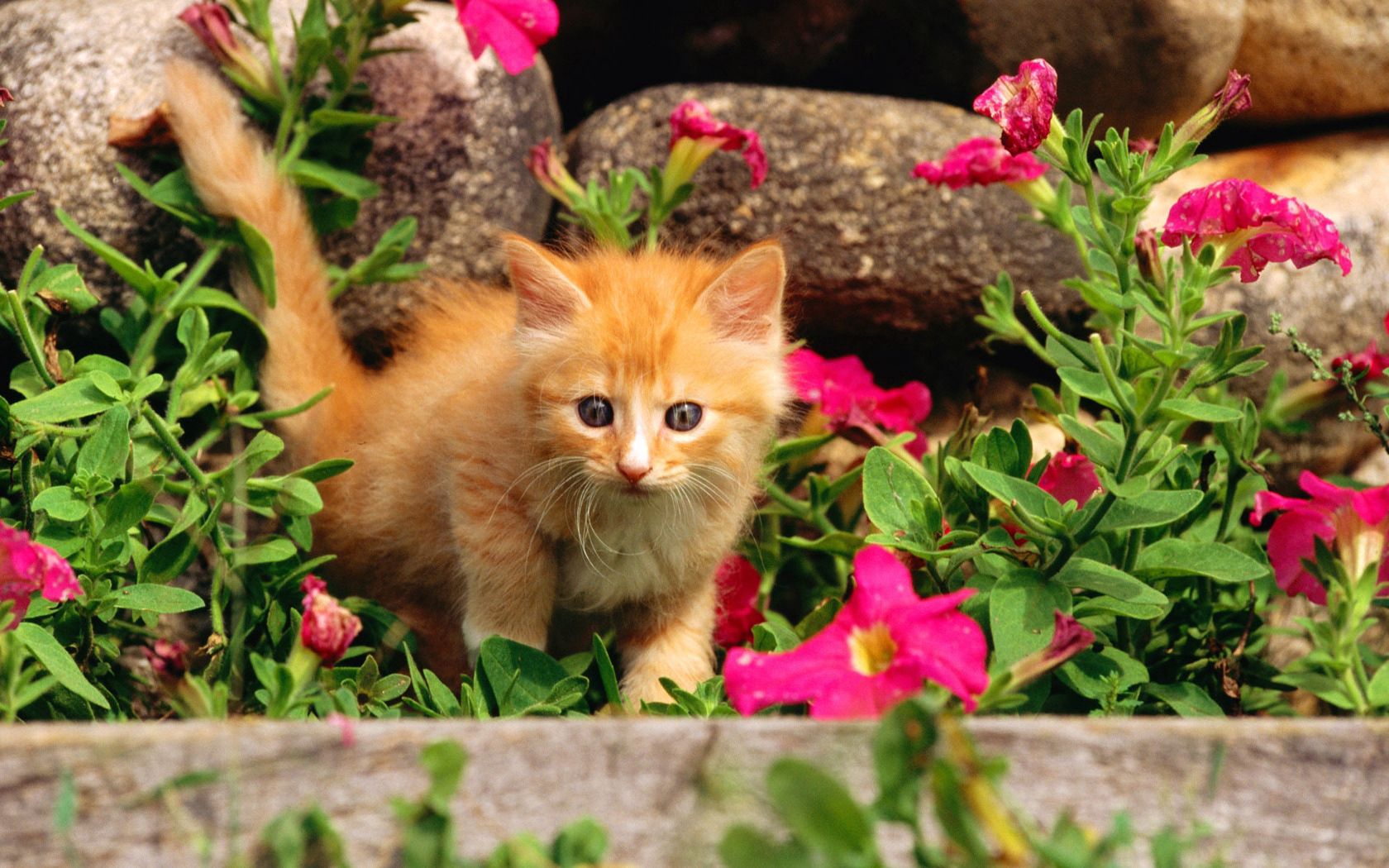 animals, flowers, grass, kitty, kitten, kid, tot, curiosity phone background