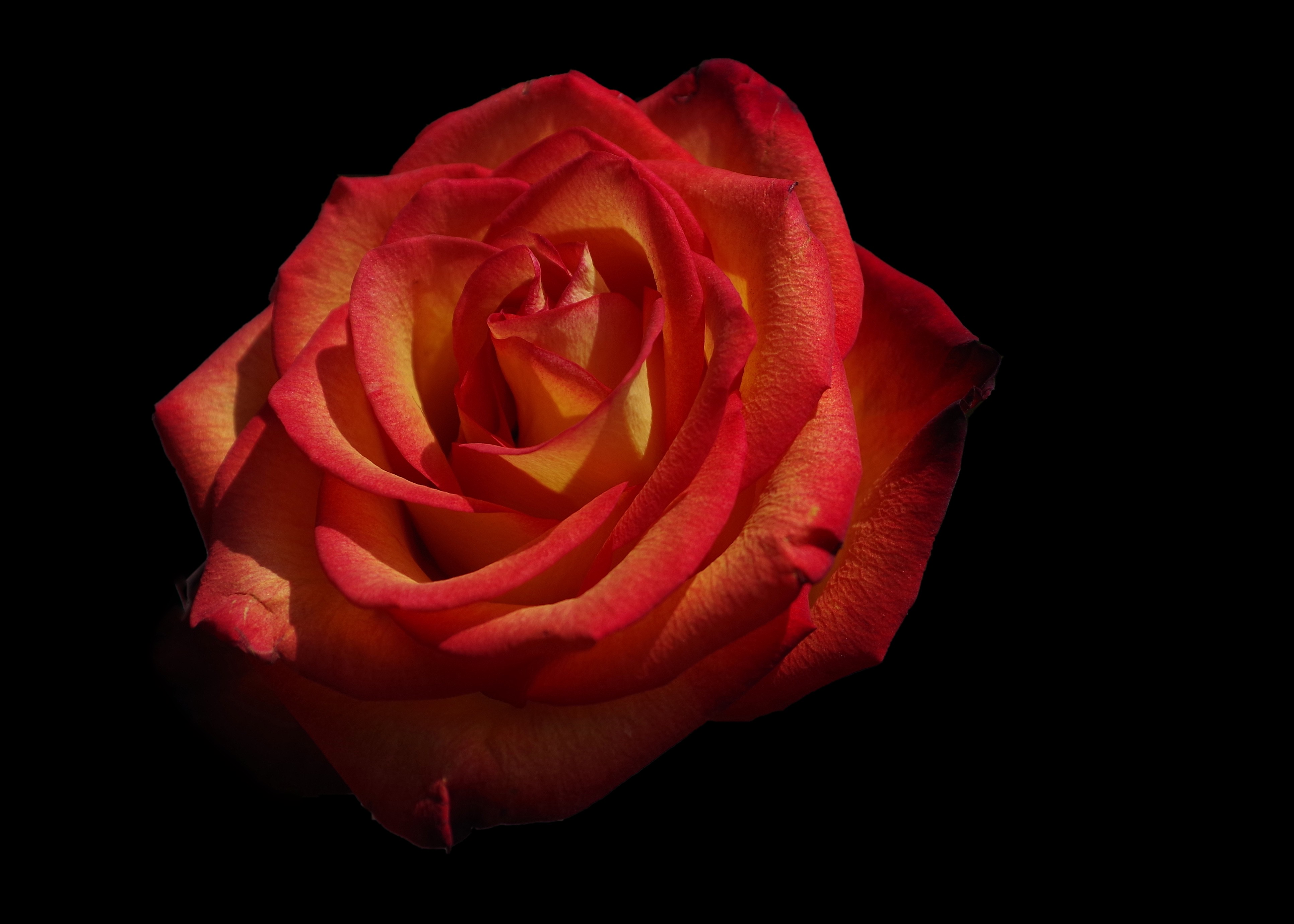 お使いの携帯電話の150213スクリーンセーバーと壁紙バラの花。 赤い, フラワーズ, 花びら, 薔薇の写真を無料でダウンロード