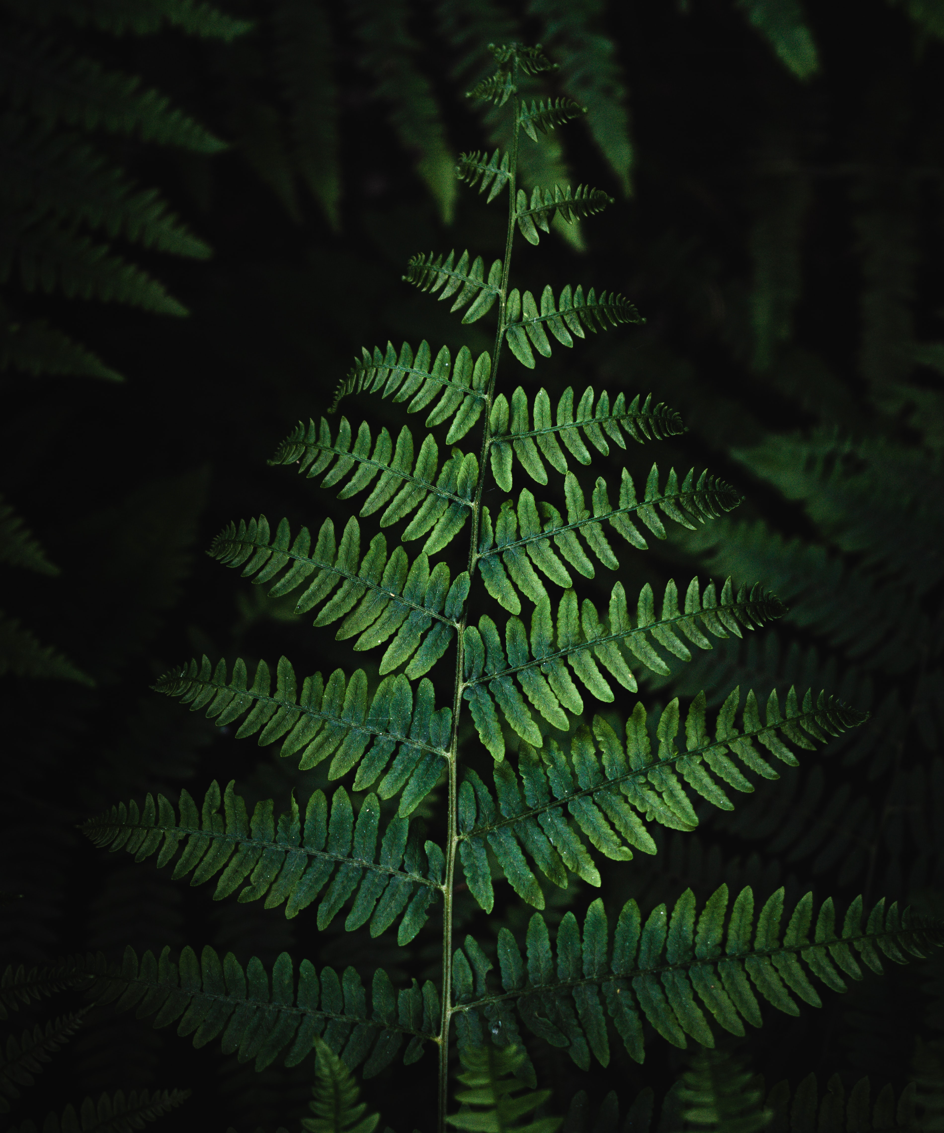 leaves, bush, plant, macro, fern for android