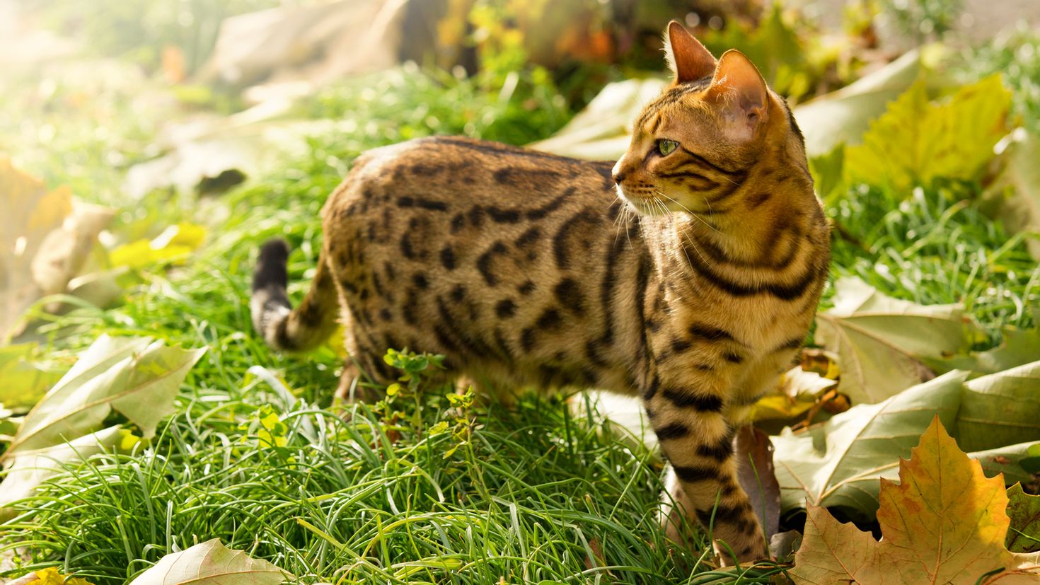 Картинки бенгальская кошка фото