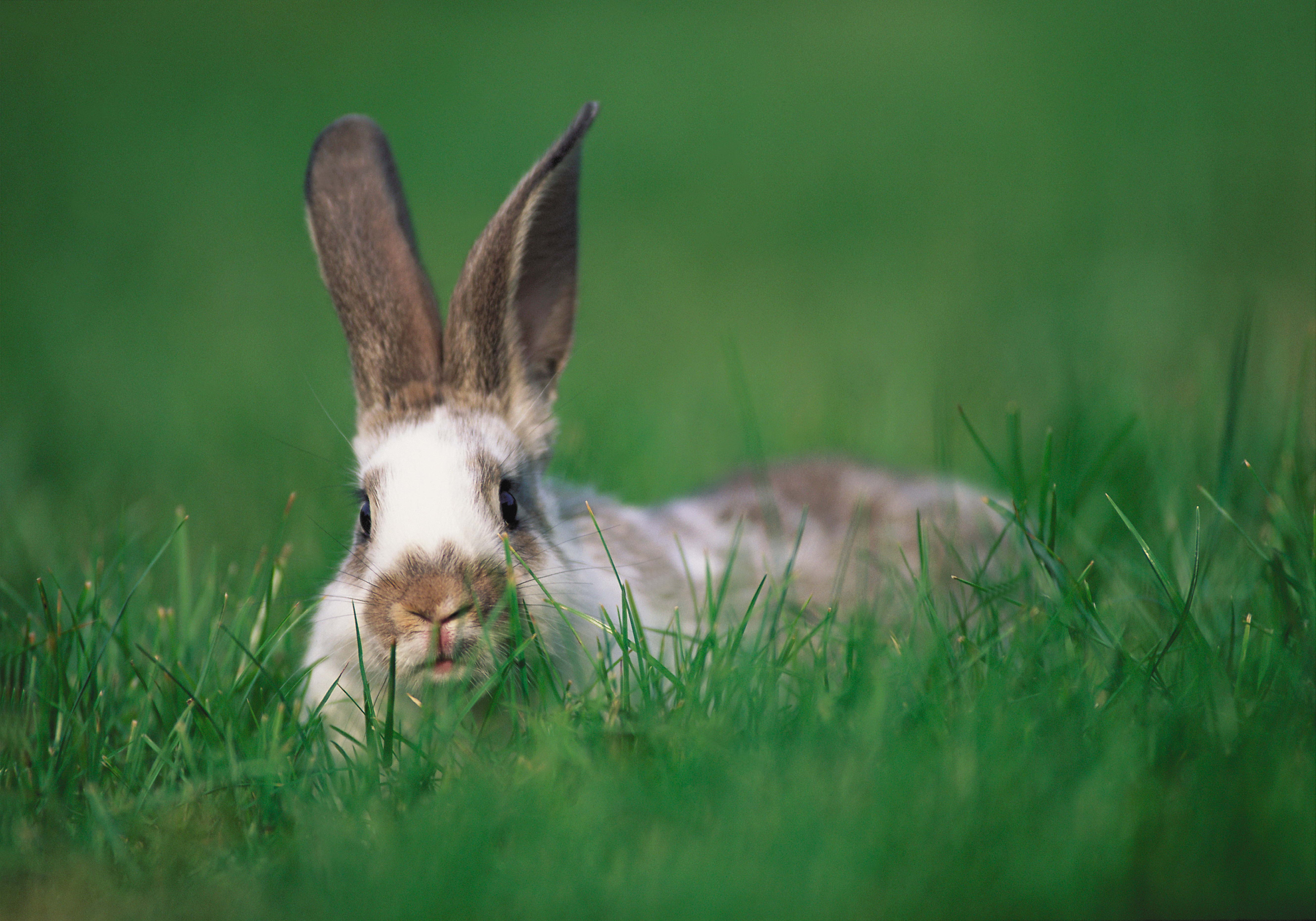 animals, grass, ears, rabbit, hide and seek Phone Background