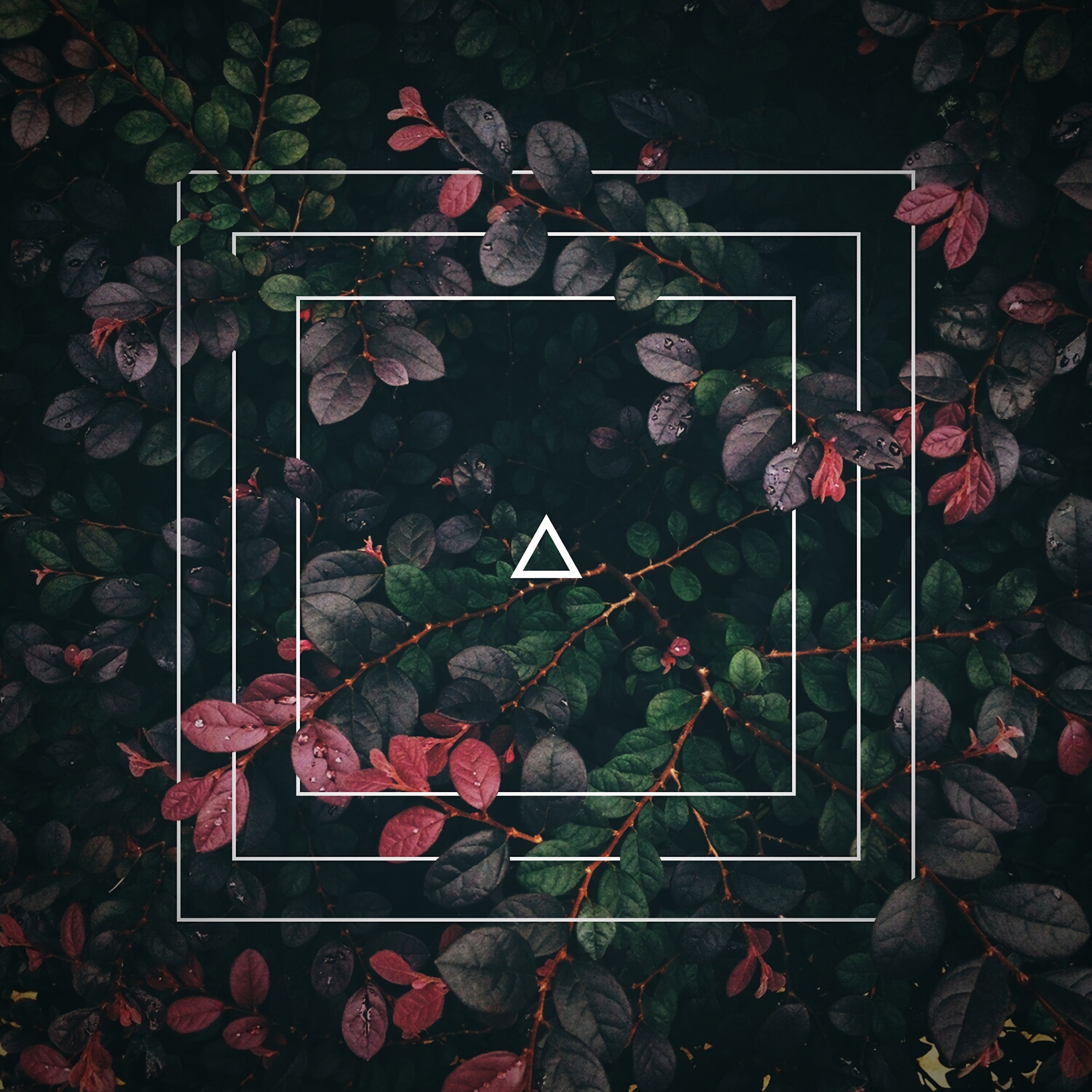 square, miscellaneous, plant, bush Triangle HD Android Wallpapers