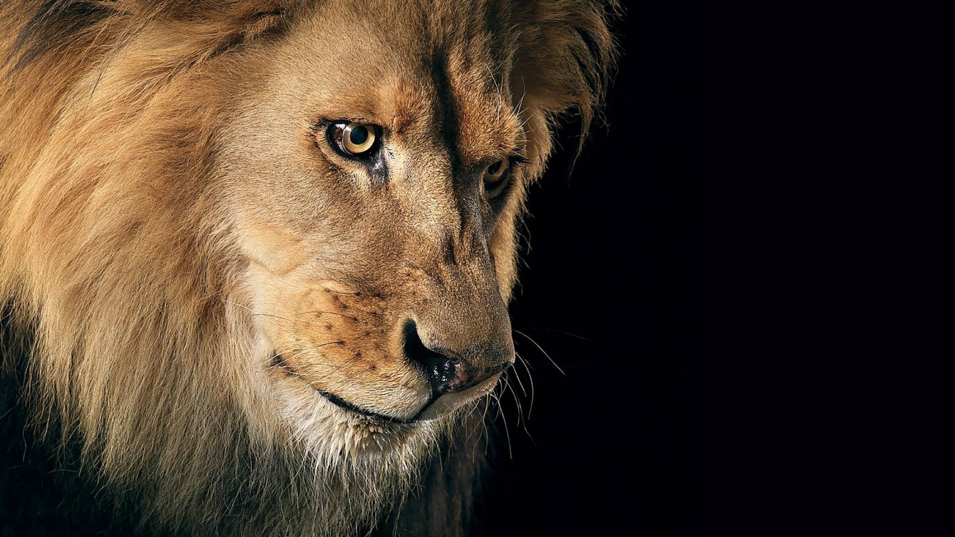 lion, mane, dark background, animals, predator Full HD