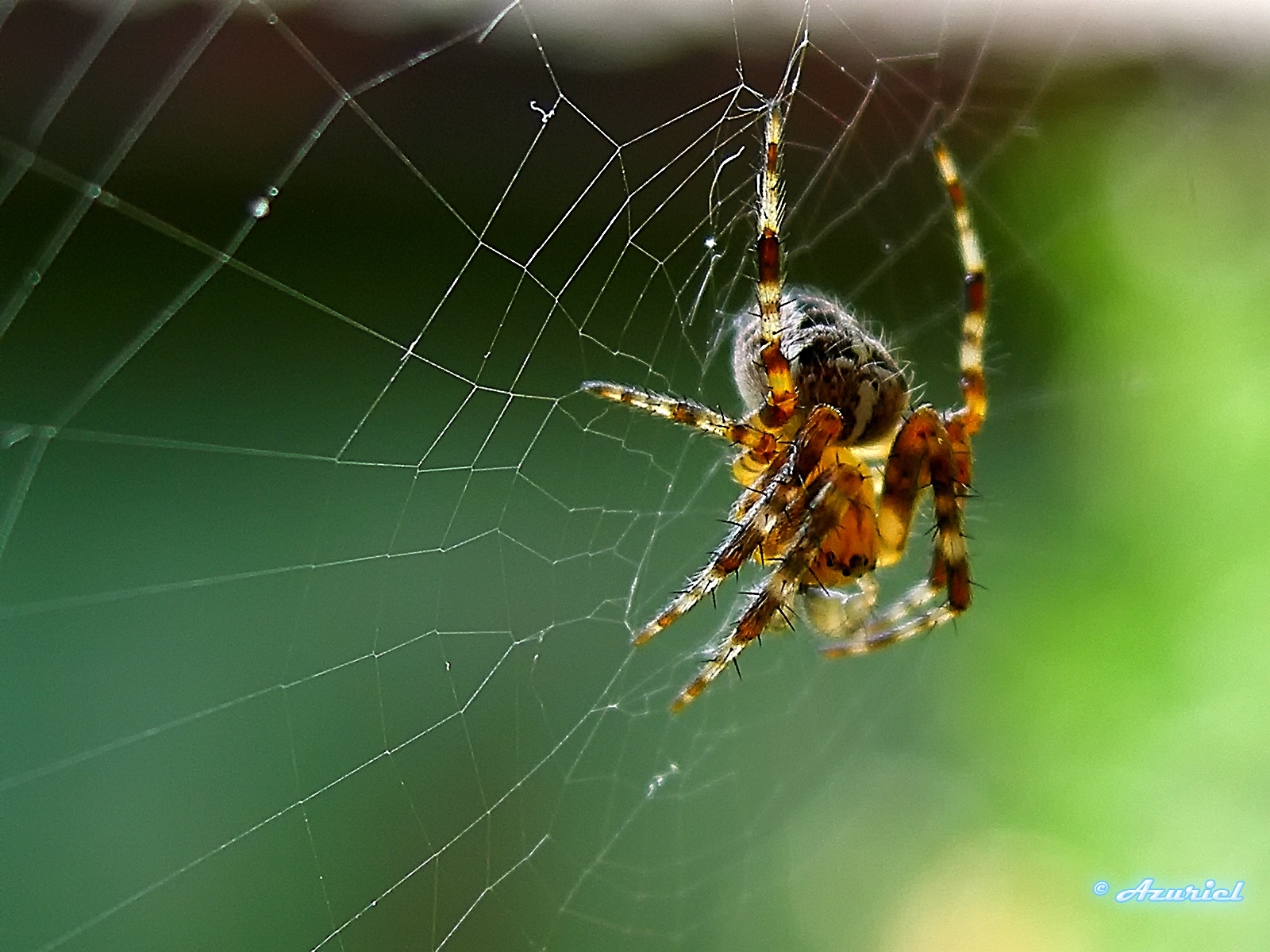 Handy-Wallpaper Insekten, Web, Spiders kostenlos herunterladen.
