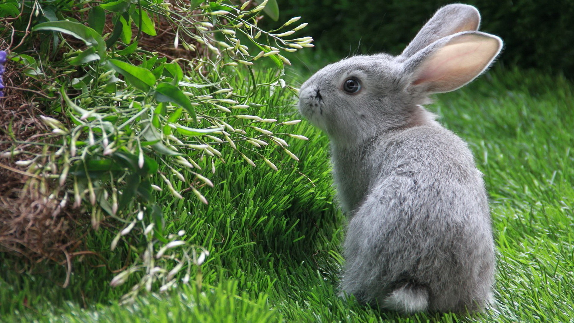 Mobile HD Wallpaper Rabbit animal