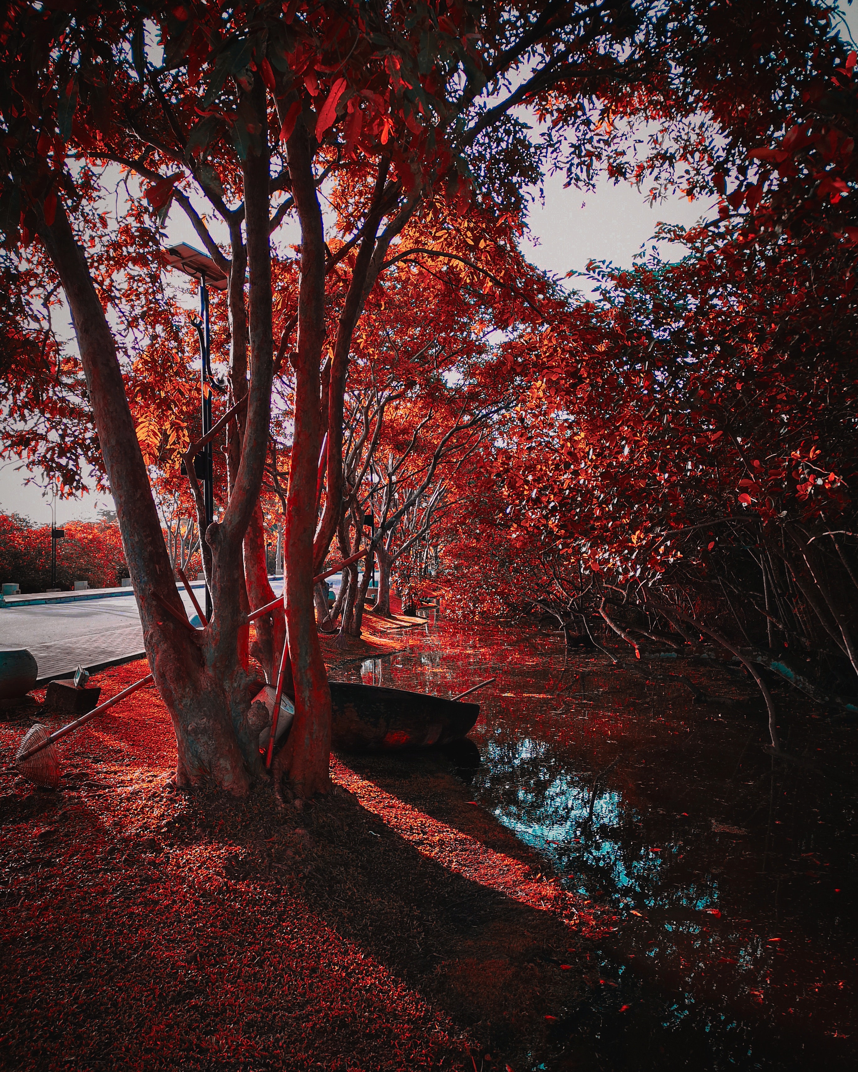 105132 Protetores de tela e papéis de parede Outono em seu telefone. Baixe árvores, natureza, folhagem, o parque fotos gratuitamente