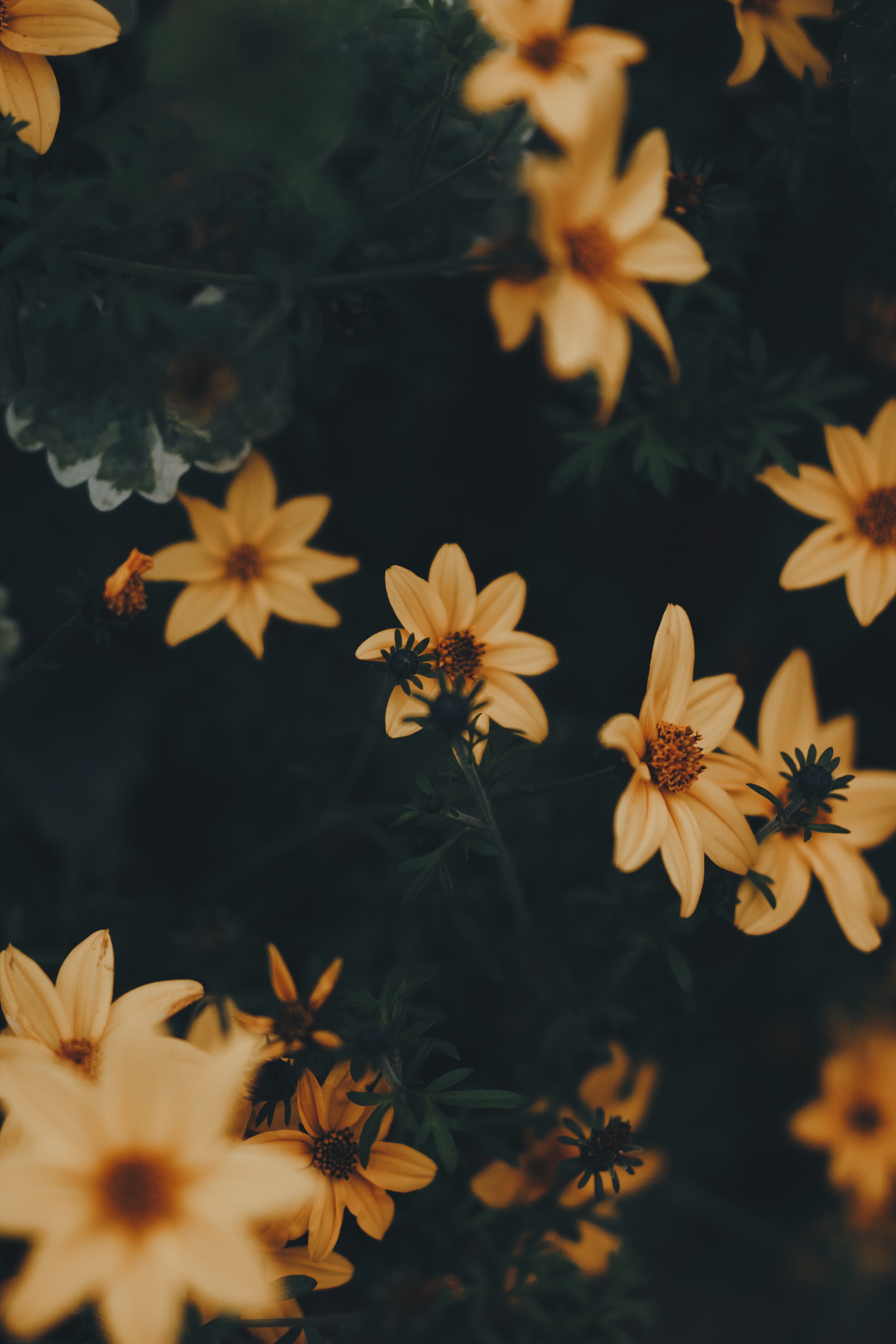 flowers, plant, leaves, yellow Windows Mobile Wallpaper