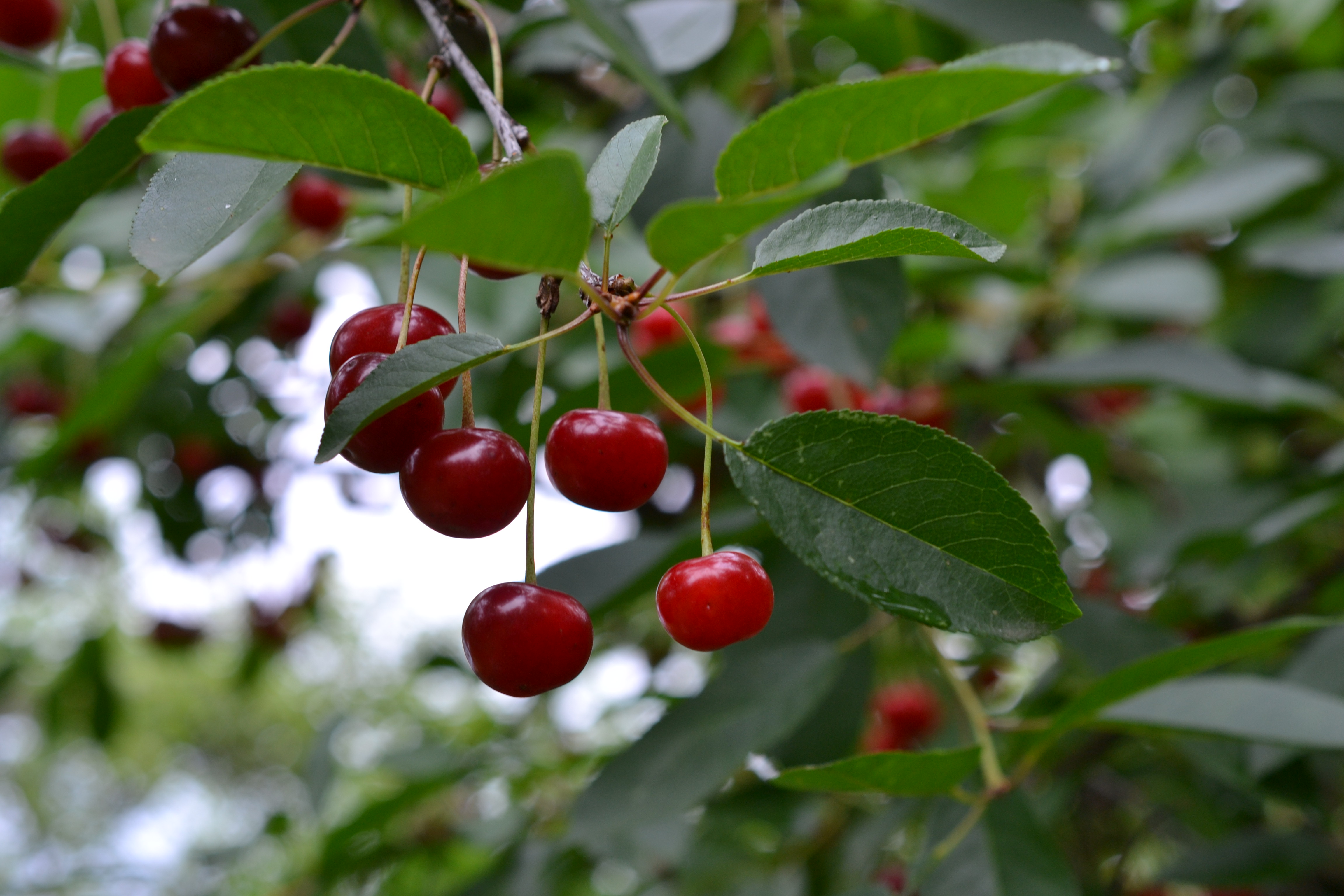branch, food, cherry, leaves, berry, fruit