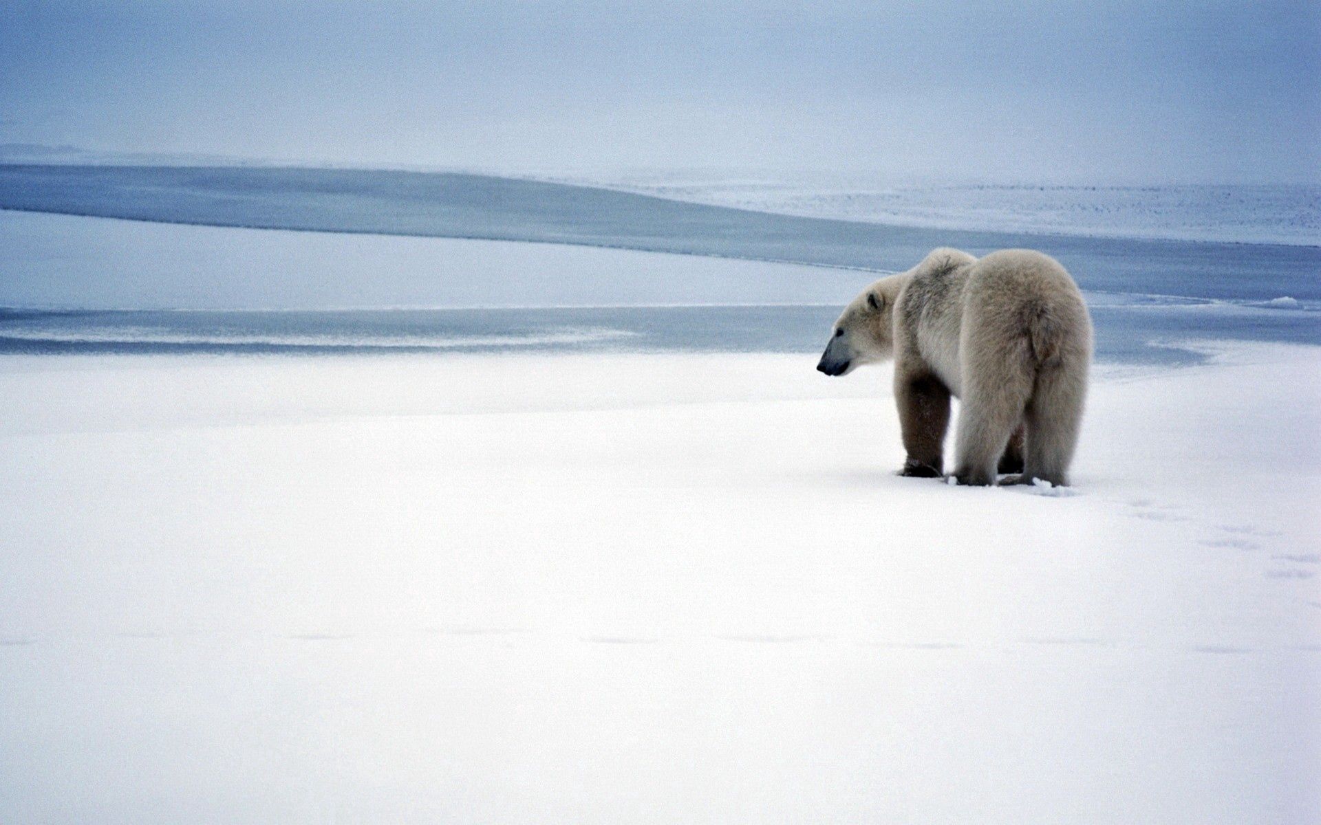 iPhone Wallpapers snow, bear, animals, polar bear Stroll