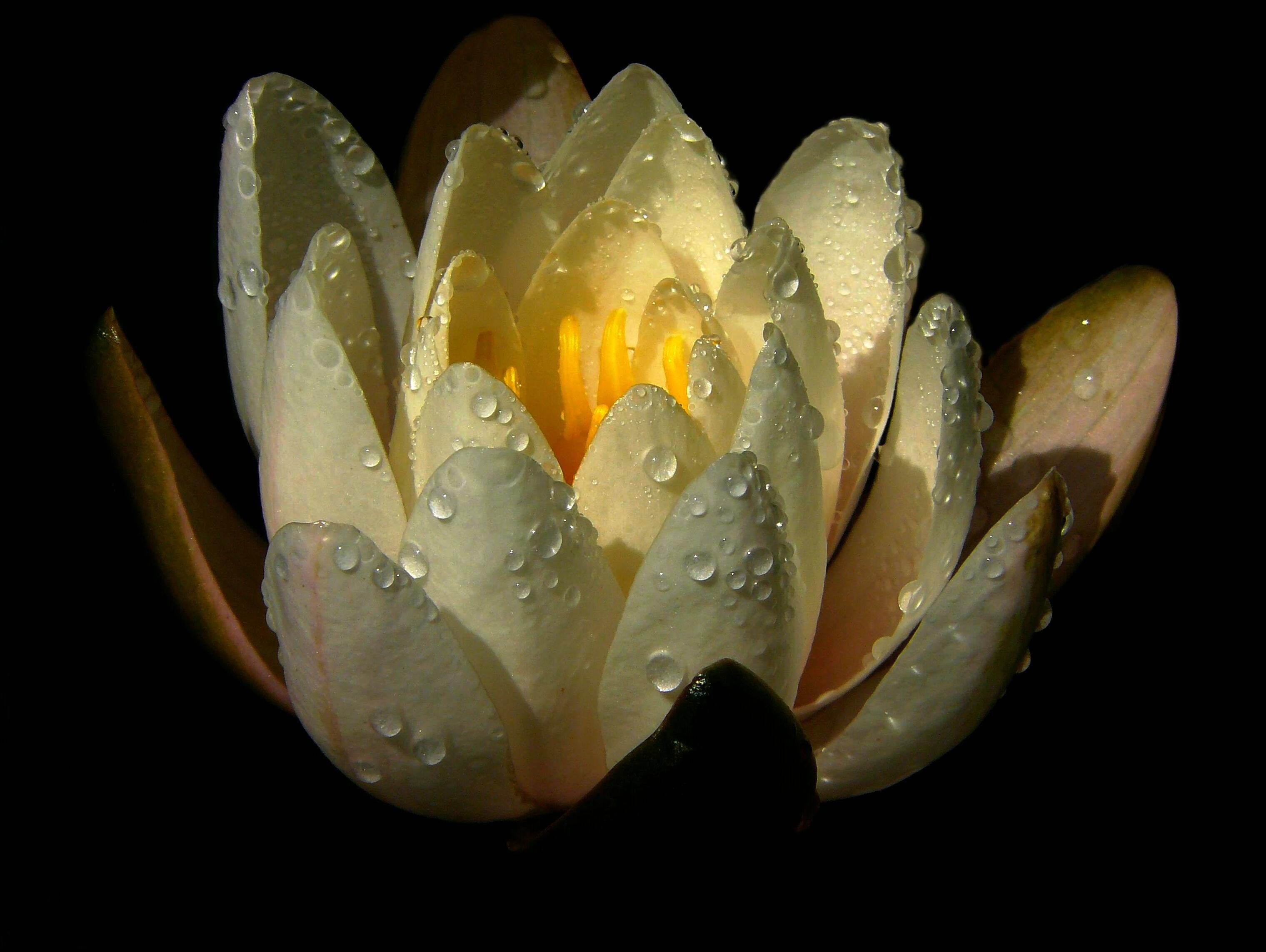 petals, flowers, drops, water lily phone background