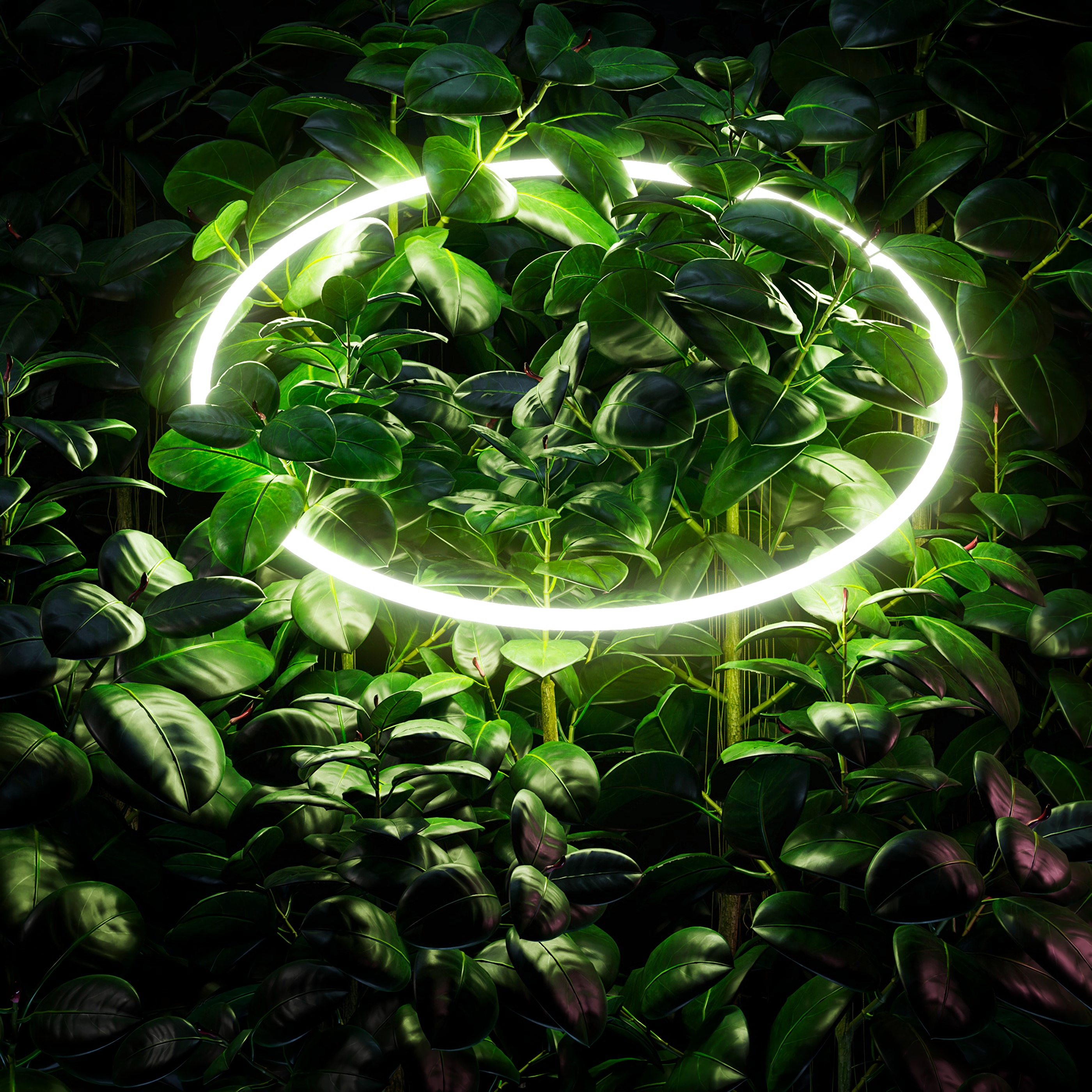 125752 Screensavers and Wallpapers Circle for phone. Download leaves, miscellanea, miscellaneous, branches, neon, glow, circle pictures for free