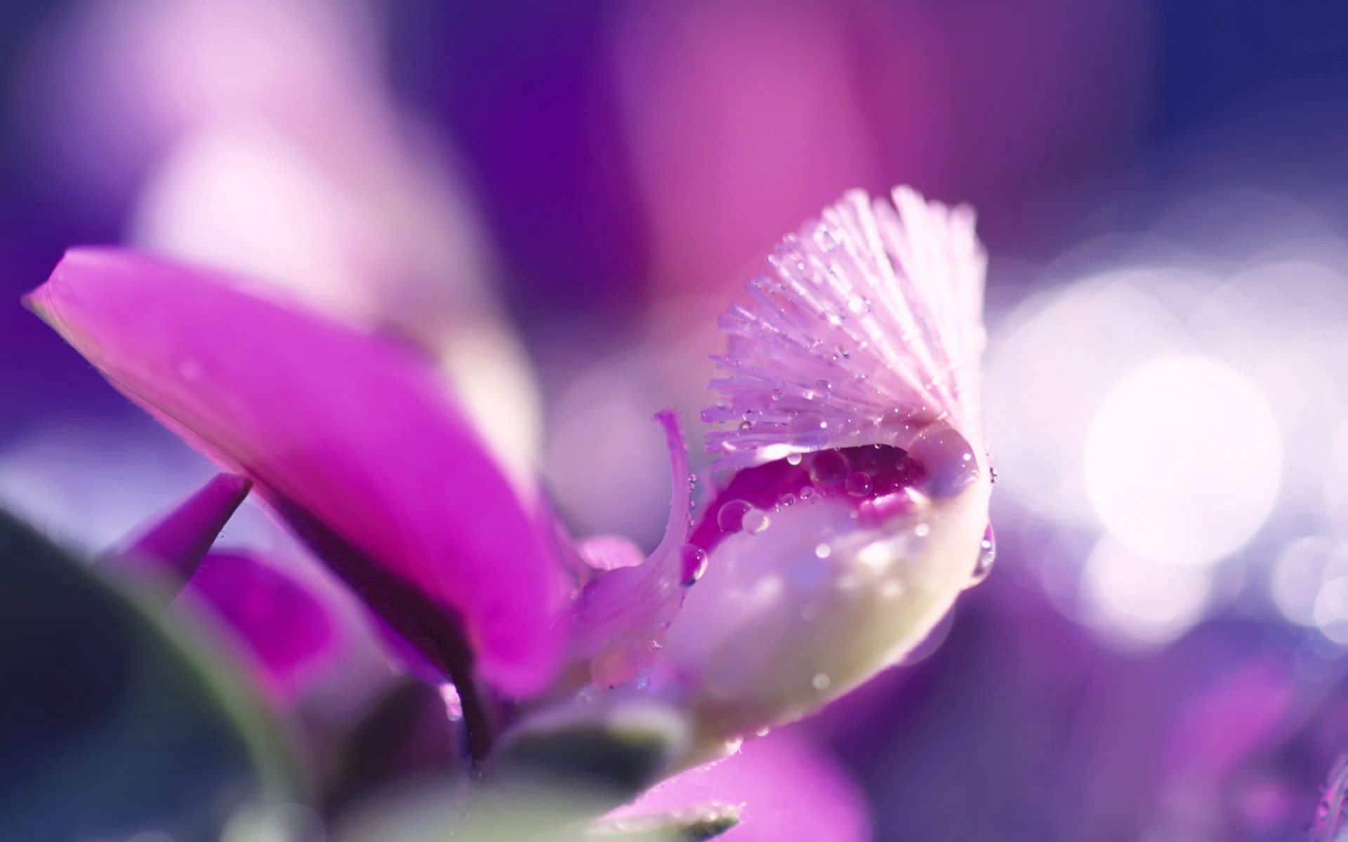 Laden Sie das Blume, Drops, Makro, Licht, Hell Gefärbt, Blütenblatt-Bild kostenlos auf Ihren PC-Desktop herunter