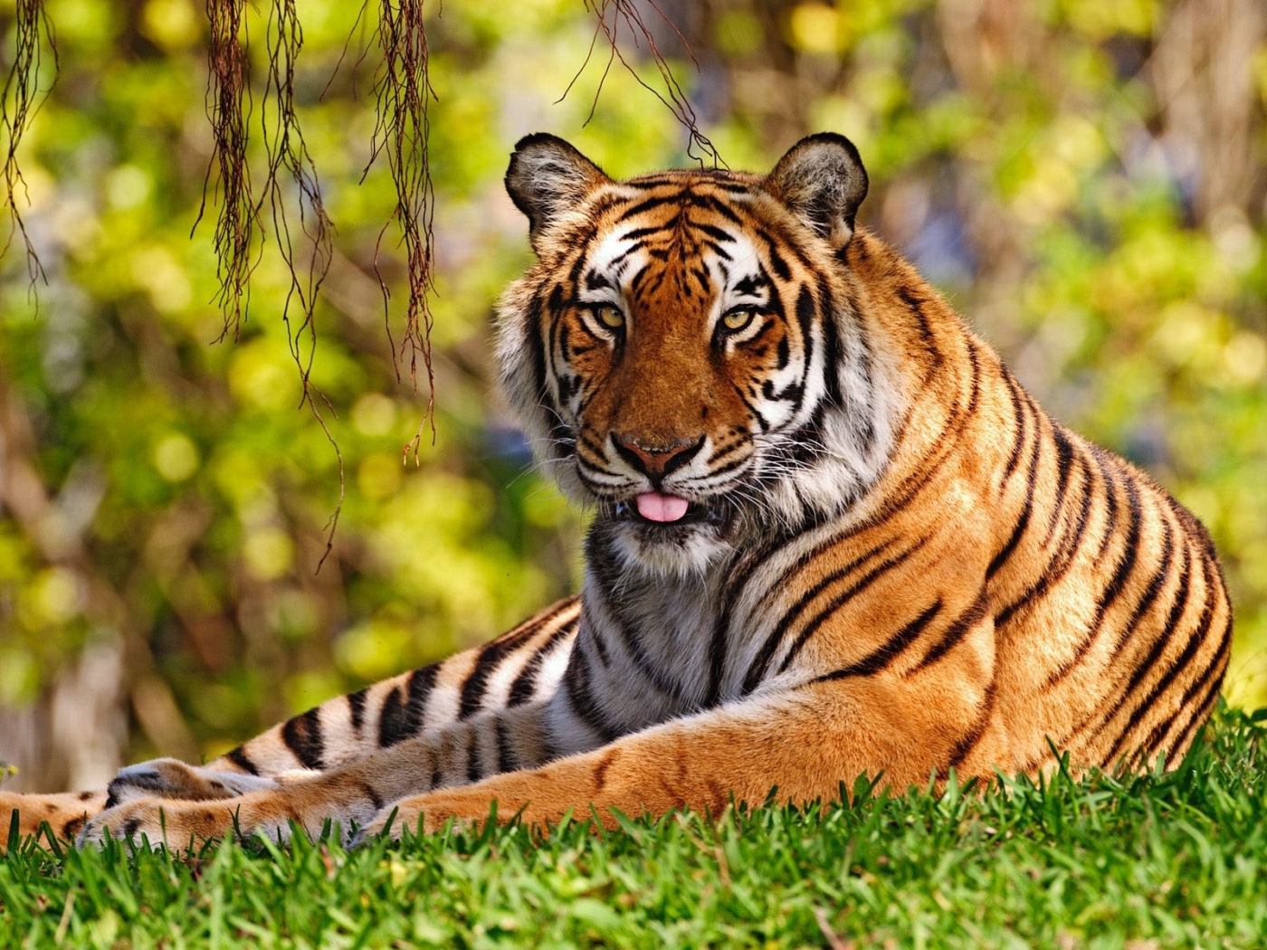 47712 télécharger le fond d'écran tigres, animaux - économiseurs d'écran et images gratuitement