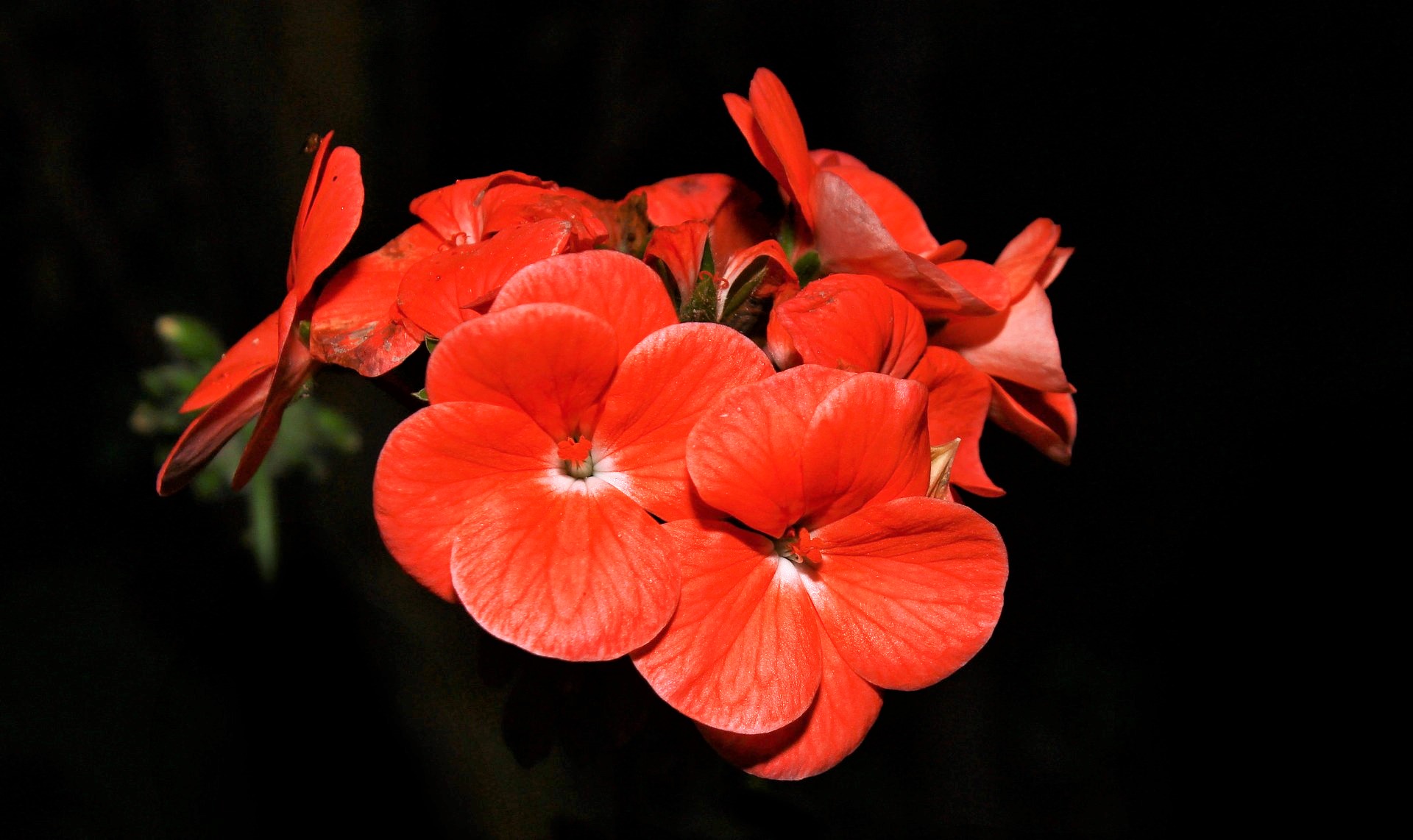 Mobile Wallpaper Red Flower 