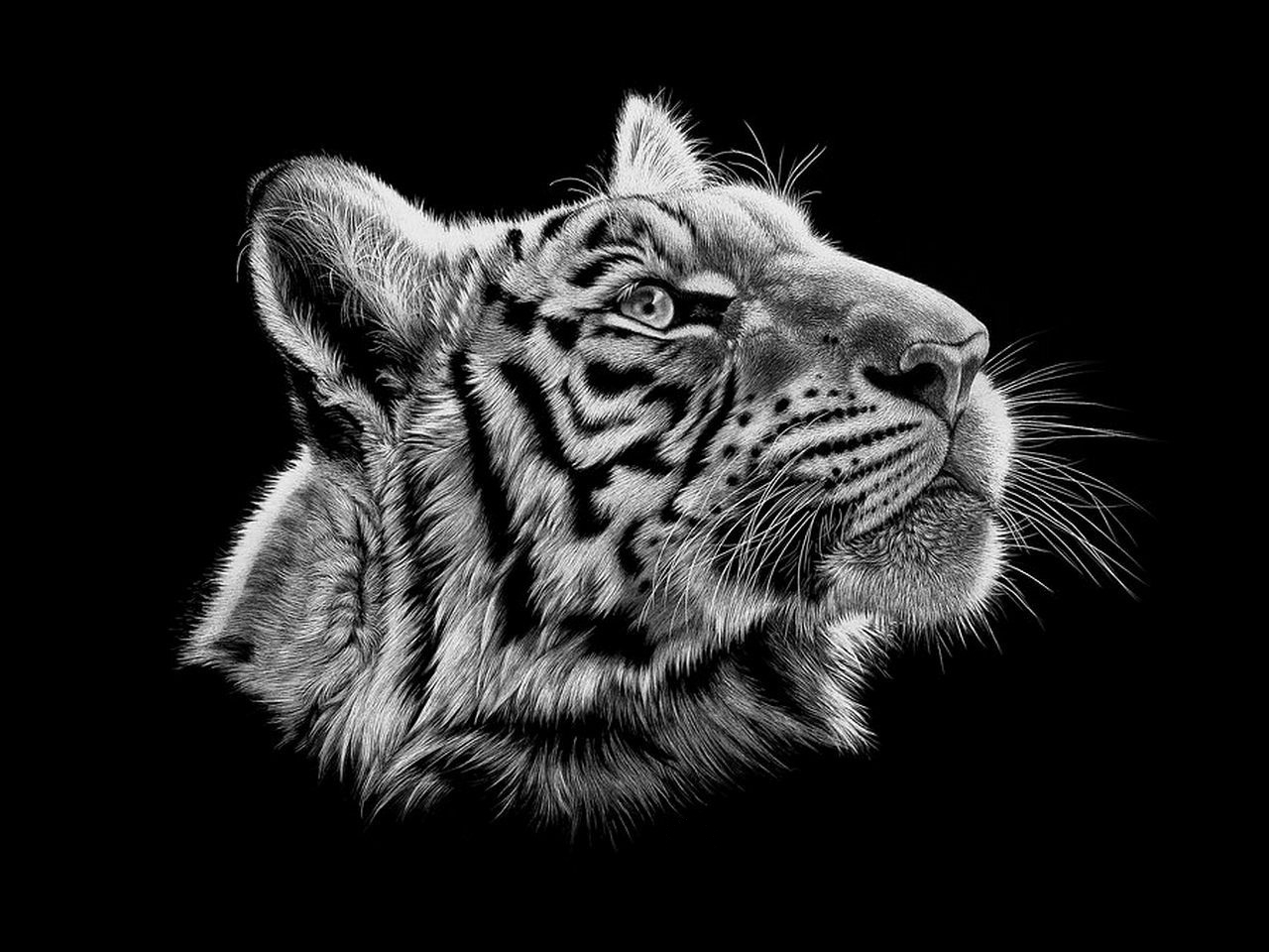 49476 télécharger le fond d'écran tigres, animaux, noir - économiseurs d'écran et images gratuitement