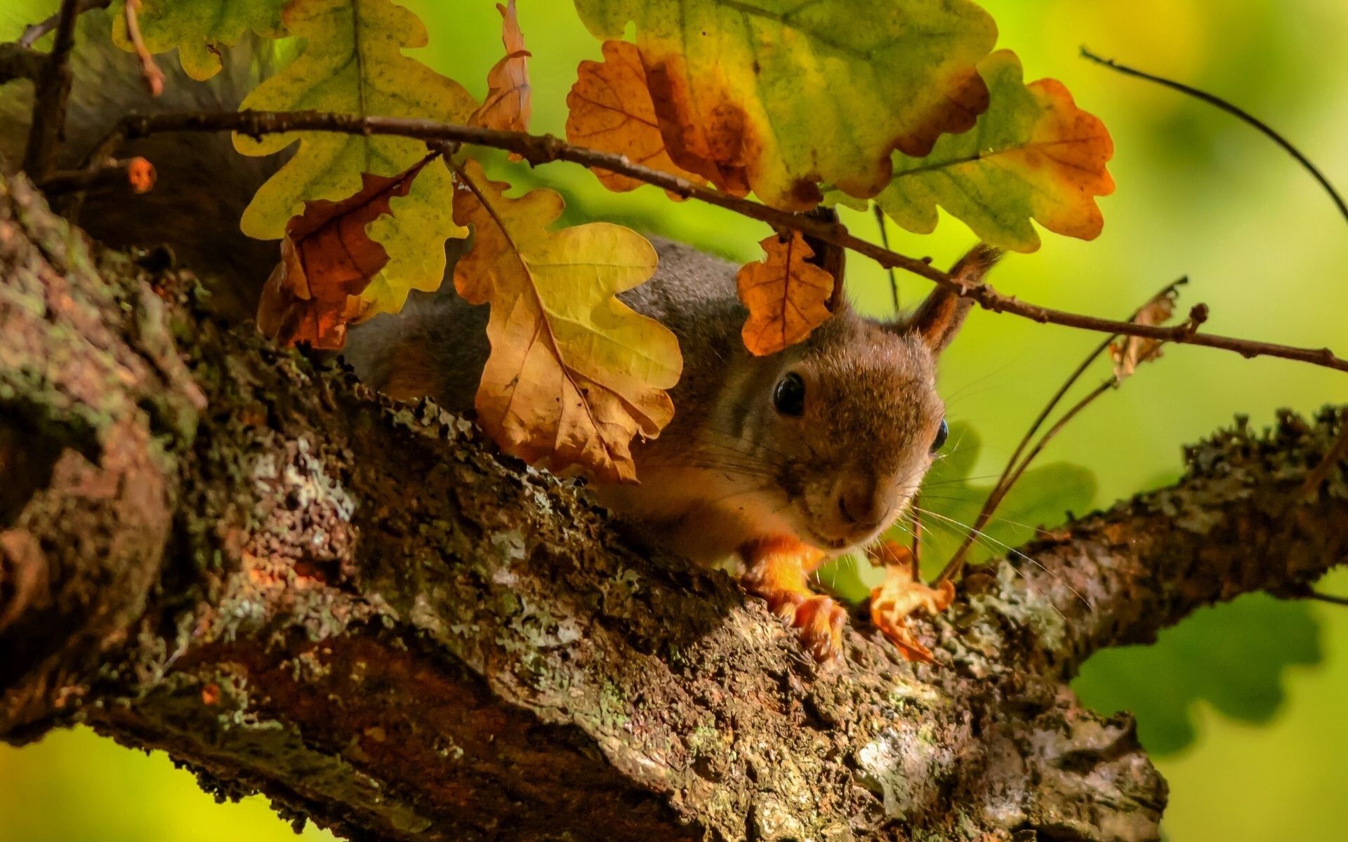 Laden Sie das Baum, Tiere, Eichhörnchen, Blätter, Holz, Ast, Zweig, Eiche-Bild kostenlos auf Ihren PC-Desktop herunter