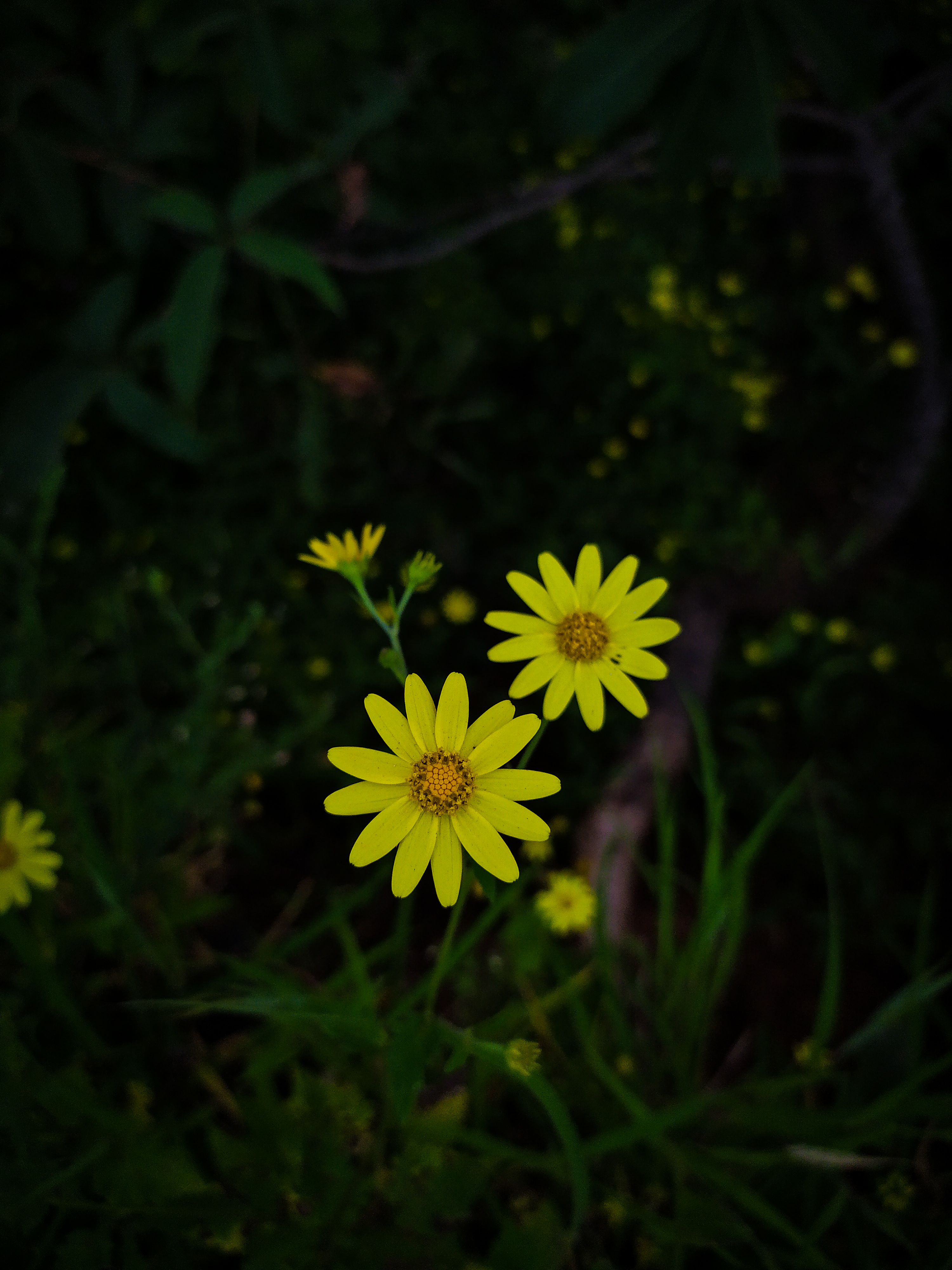 153757 descargar fondo de pantalla flores, amarillo, planta, macro, florecer, floración: protectores de pantalla e imágenes gratis