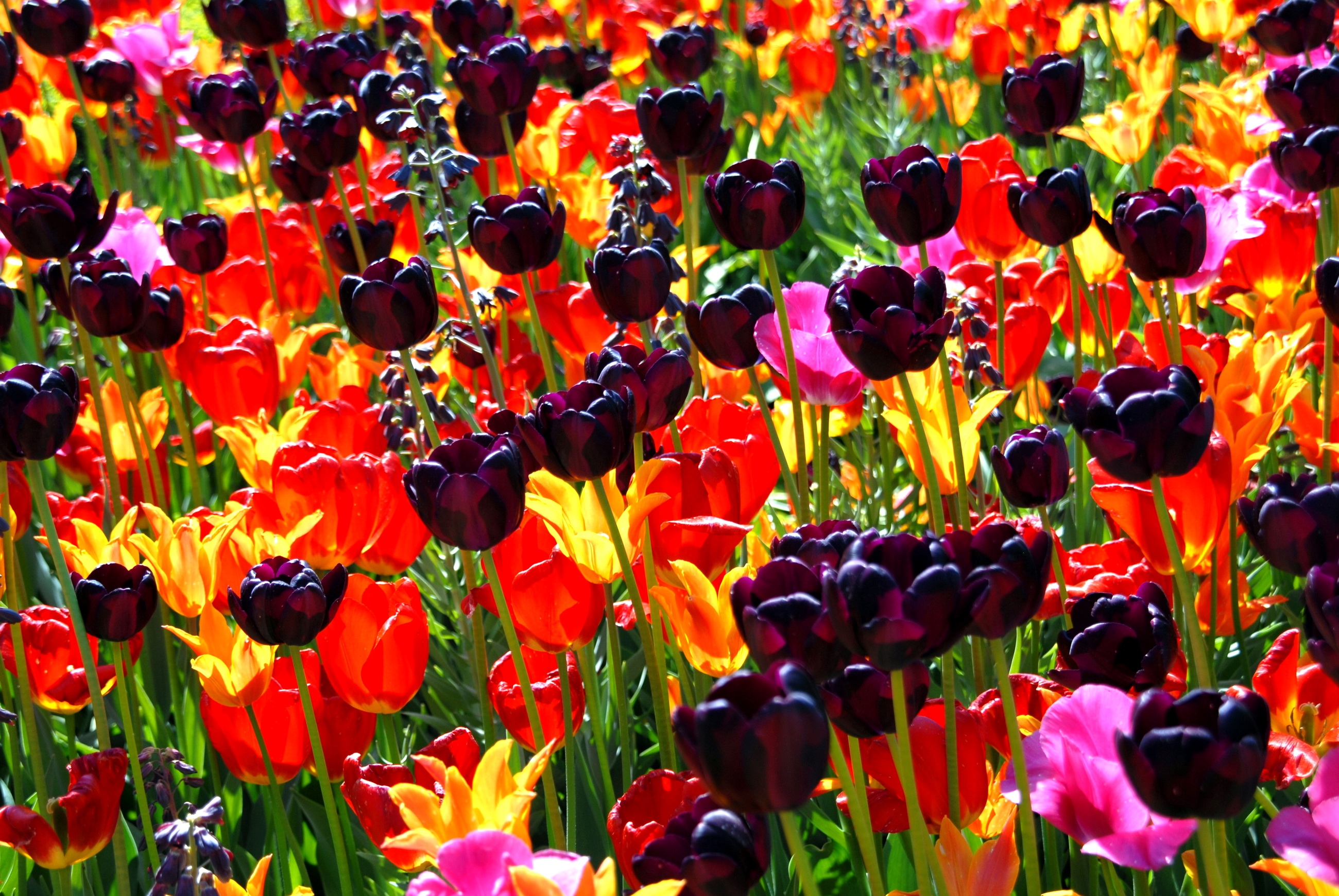 32k Wallpaper Sunny flowers, bright, flowerbed, tulips