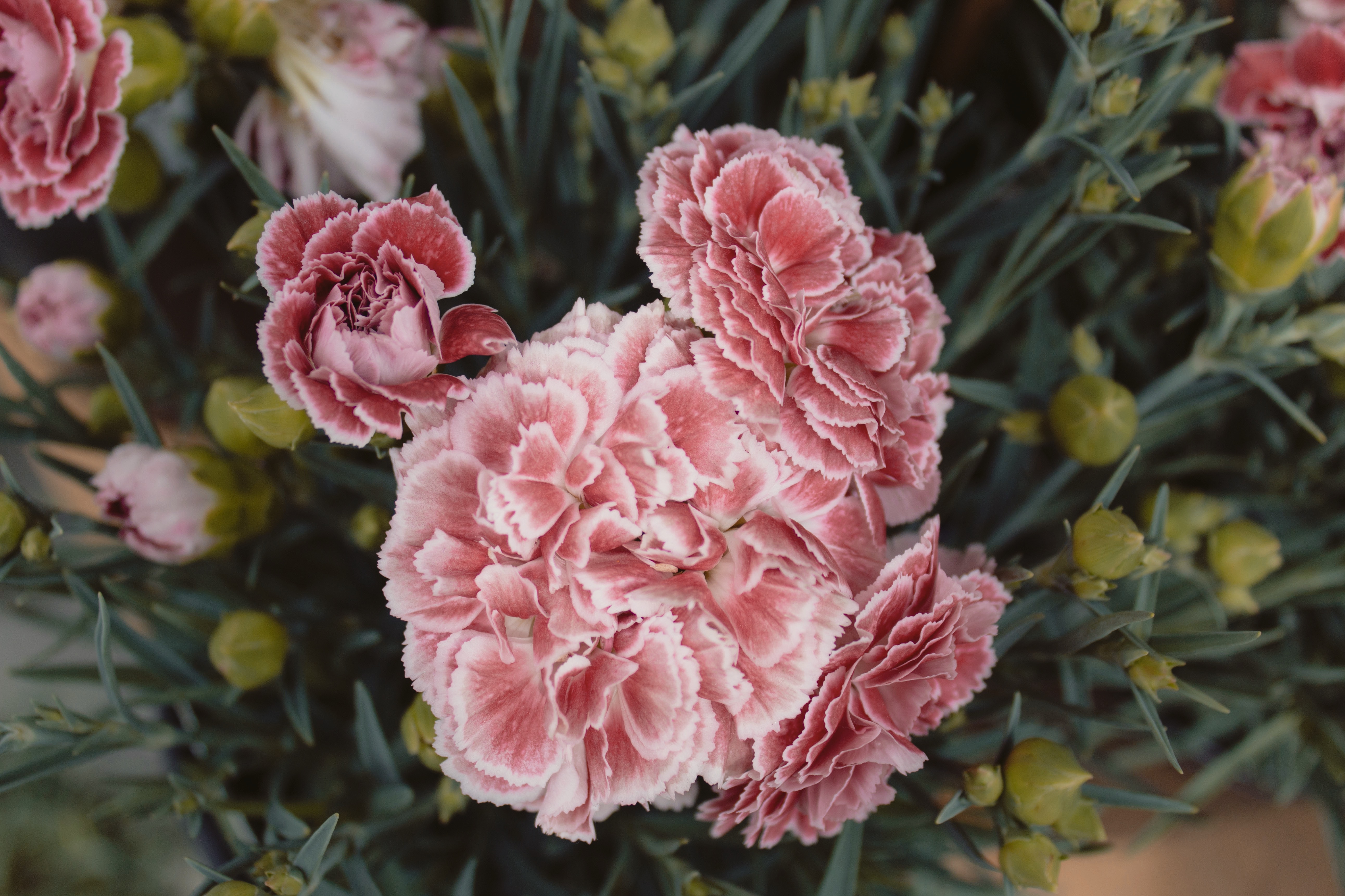 68474 Screensavers and Wallpapers Carnations for phone. Download flowers, pink, carnations pictures for free