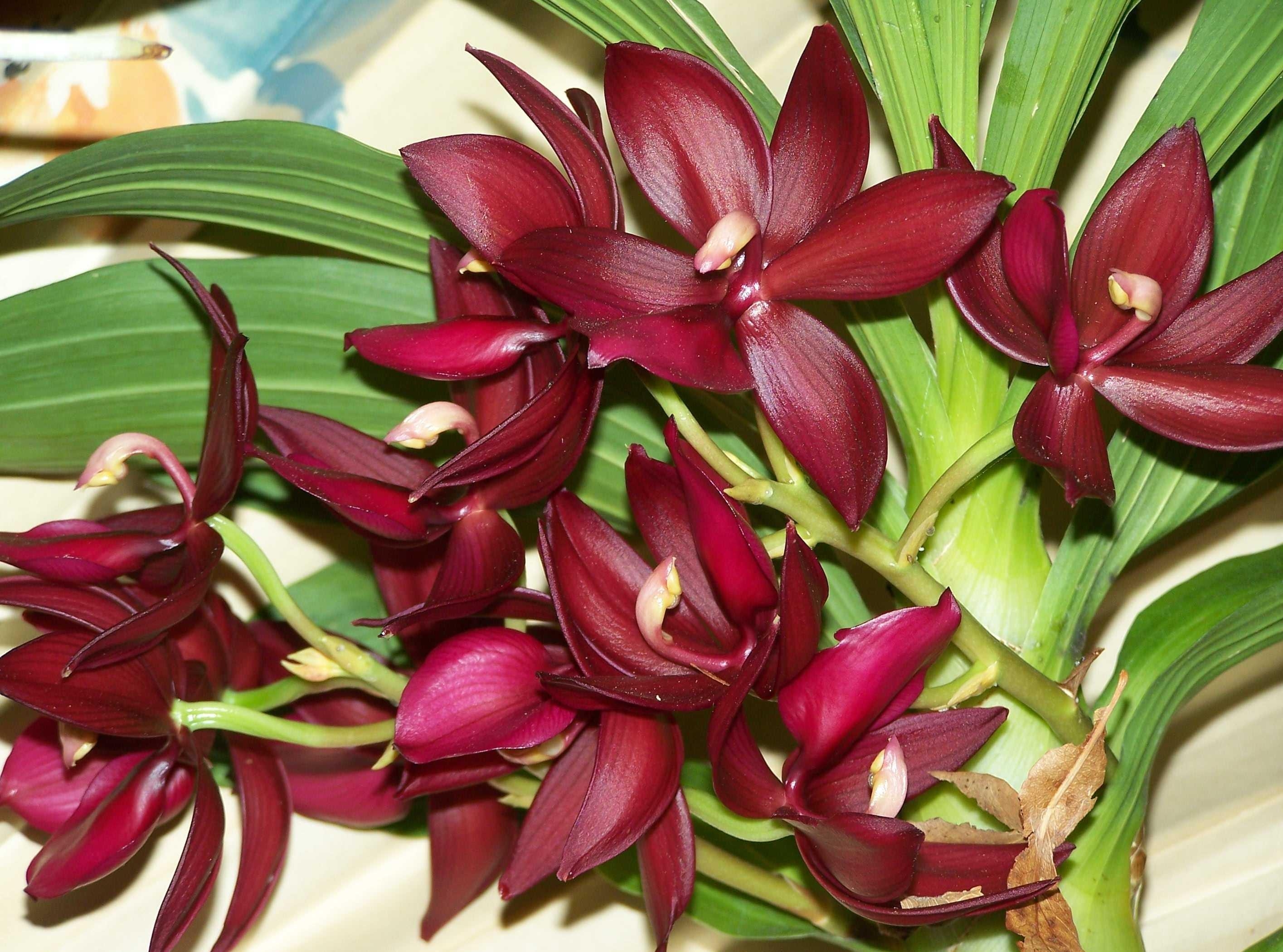 56416 Bildschirmschoner und Hintergrundbilder Orchidee auf Ihrem Telefon. Laden Sie kirsche, ast, zweig, orchid Bilder kostenlos herunter