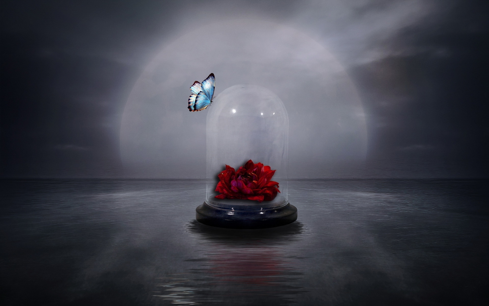 HD desktop wallpaper: Rose, Glass, Butterfly, Jar, Artistic, Red Rose  download free picture #742551