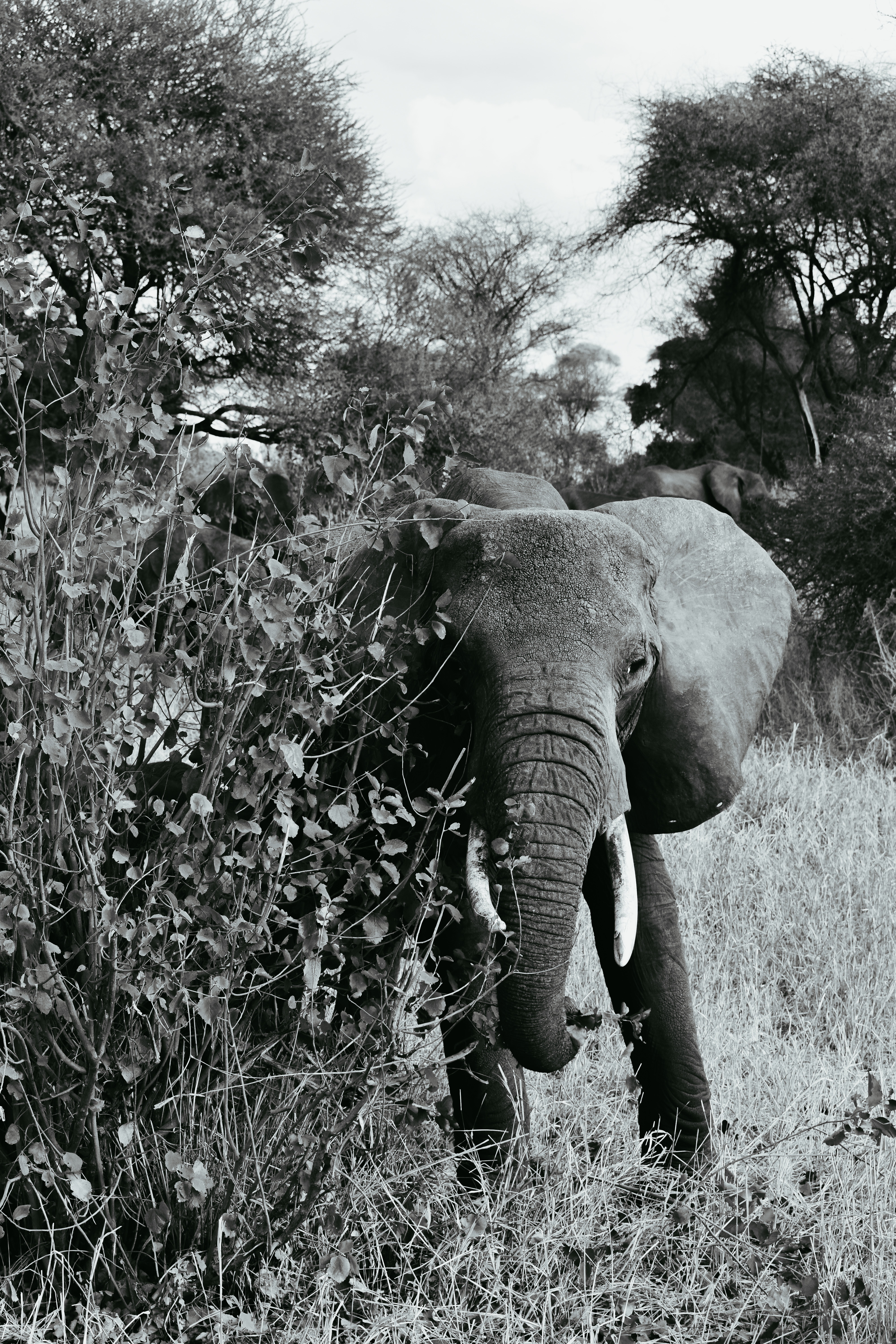 104585 Hintergrundbilder und Elefanten Bilder auf dem Desktop. Laden Sie spaziergang, wildlife, bummel, wilde natur Bildschirmschoner kostenlos auf den PC herunter