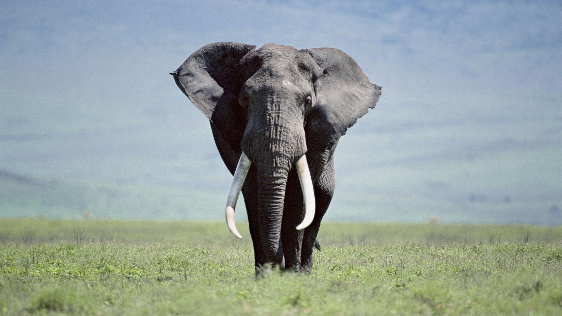 Handy-Wallpaper Elefant, Tiere, Grass, Bummel, Spaziergang, Groß, Große, Elefanten kostenlos herunterladen.