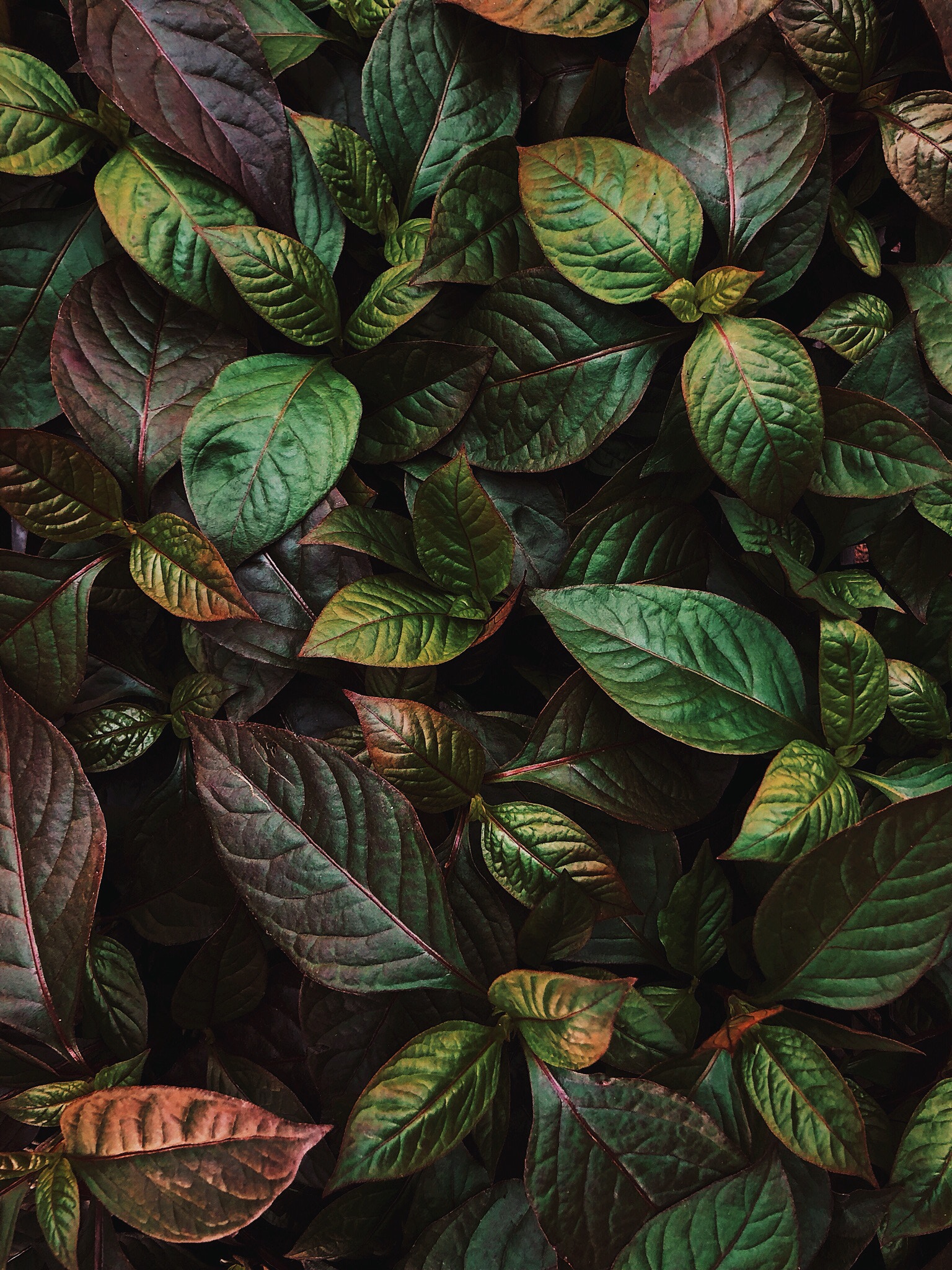 leaves, nature, green, plant, shine, brilliance iphone wallpaper
