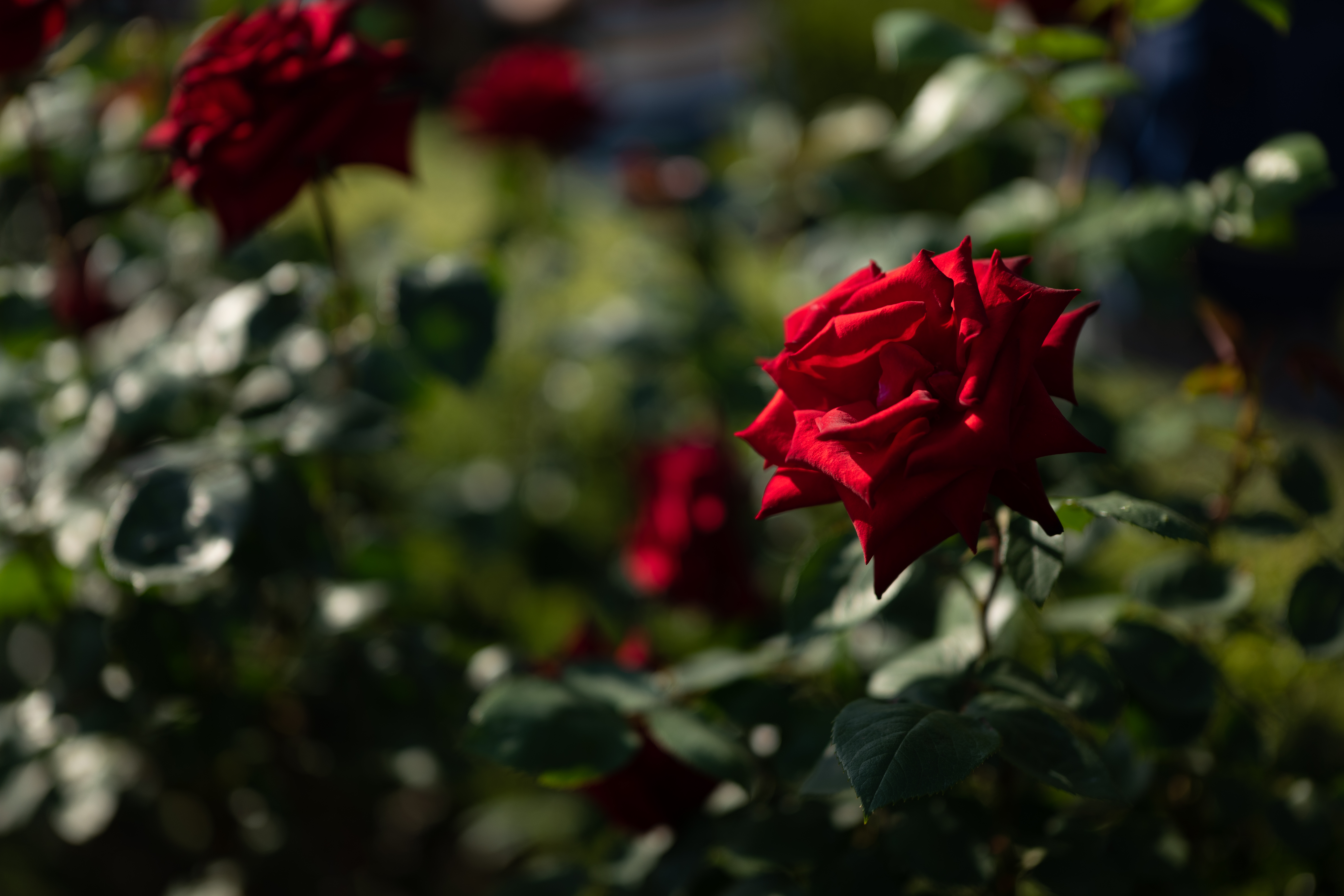 Widescreen image flower bed, rose flower, red, smooth