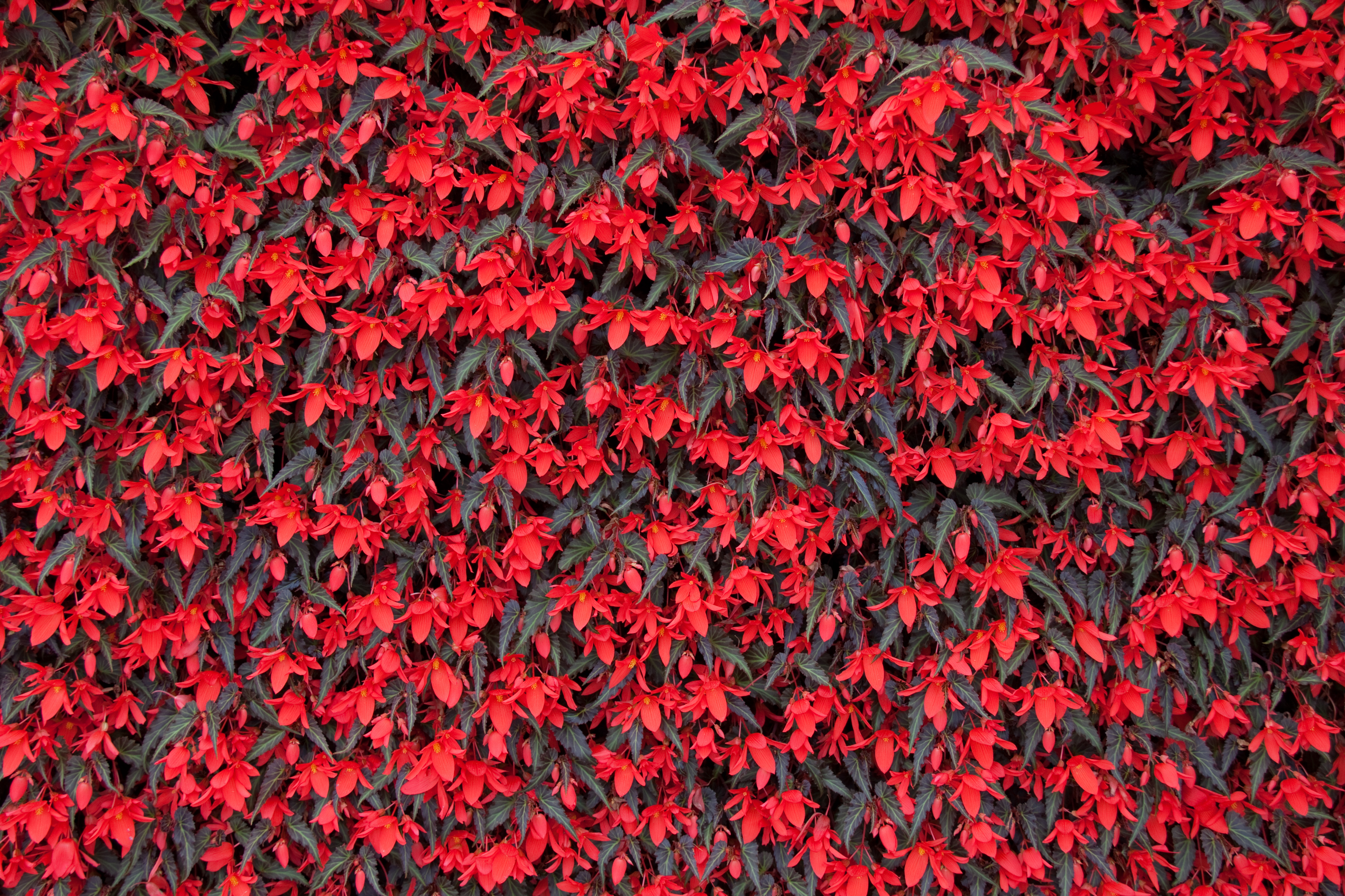 131863壁紙のダウンロードフラワーズ, 赤, 赤い, 咲く, 開花, ベゴニア-スクリーンセーバーと写真を無料で