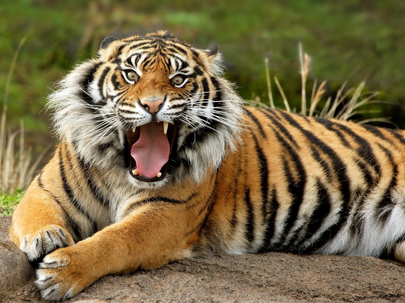 tigers, animals HD wallpaper