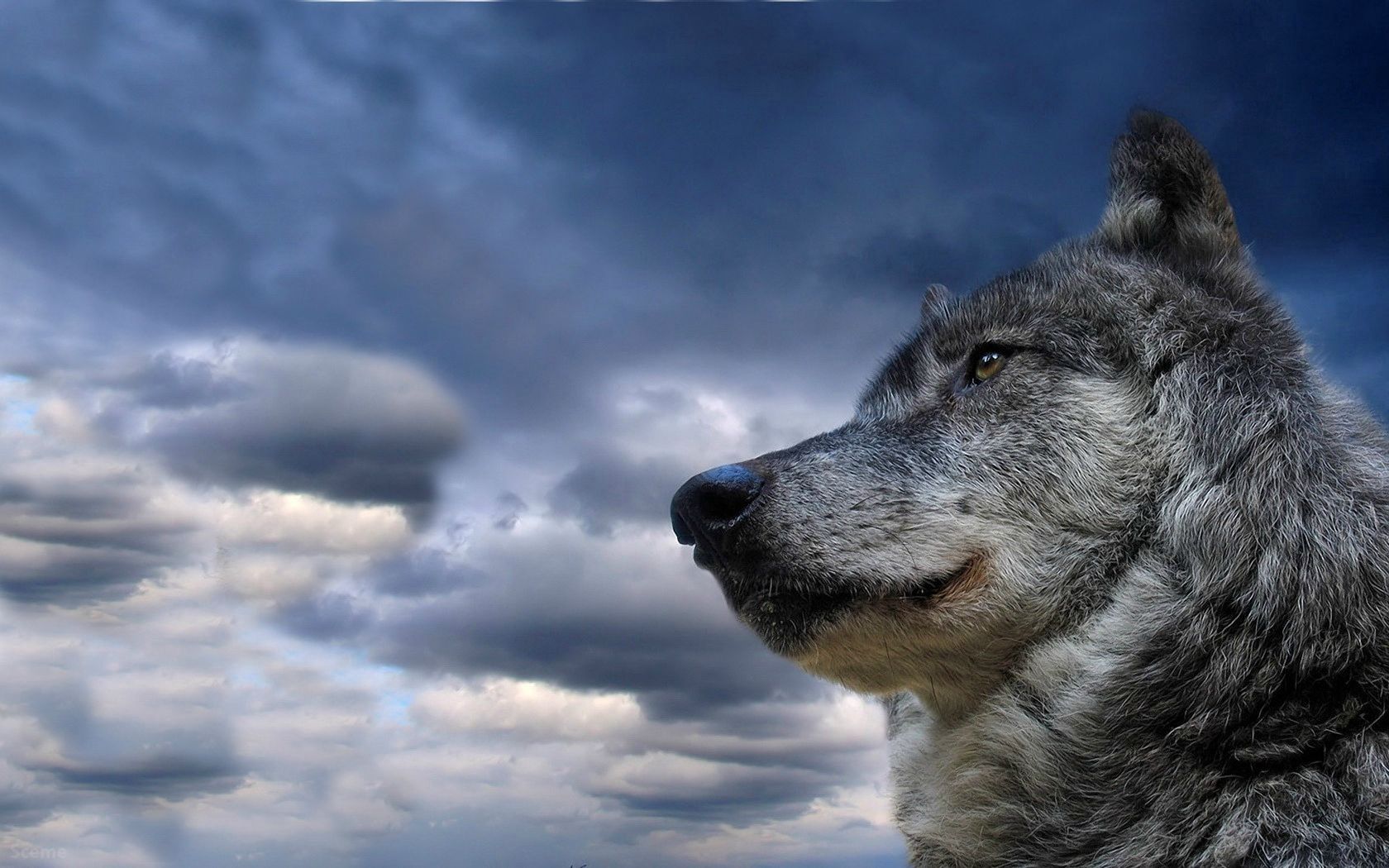 animals, sky, clouds, dog, muzzle, wolf, sight, opinion, meditation, reflections