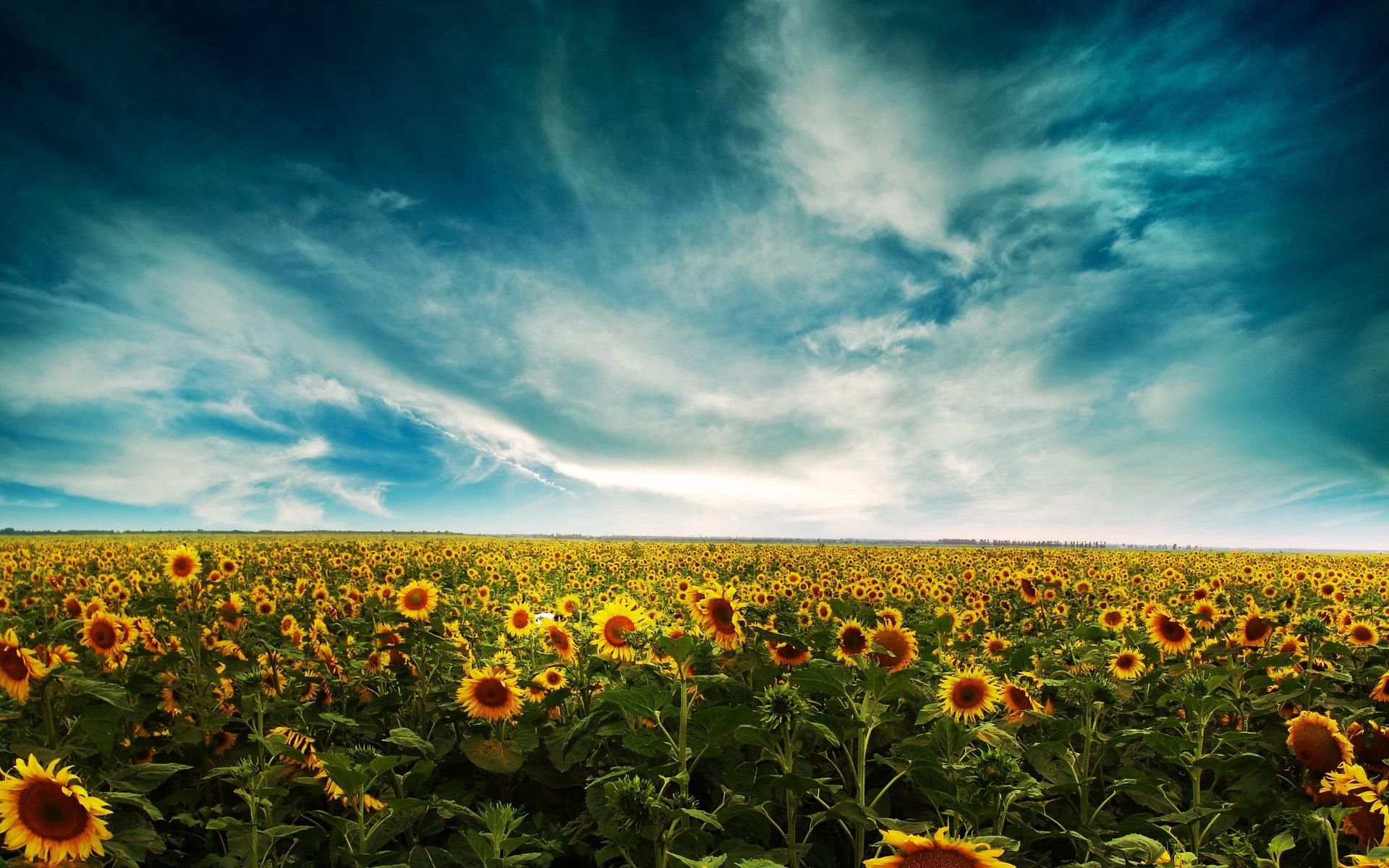 113592 Bild herunterladen sonnenblumen, natur, sky, clouds, sommer, gelb, feld - Hintergrundbilder und Bildschirmschoner kostenlos