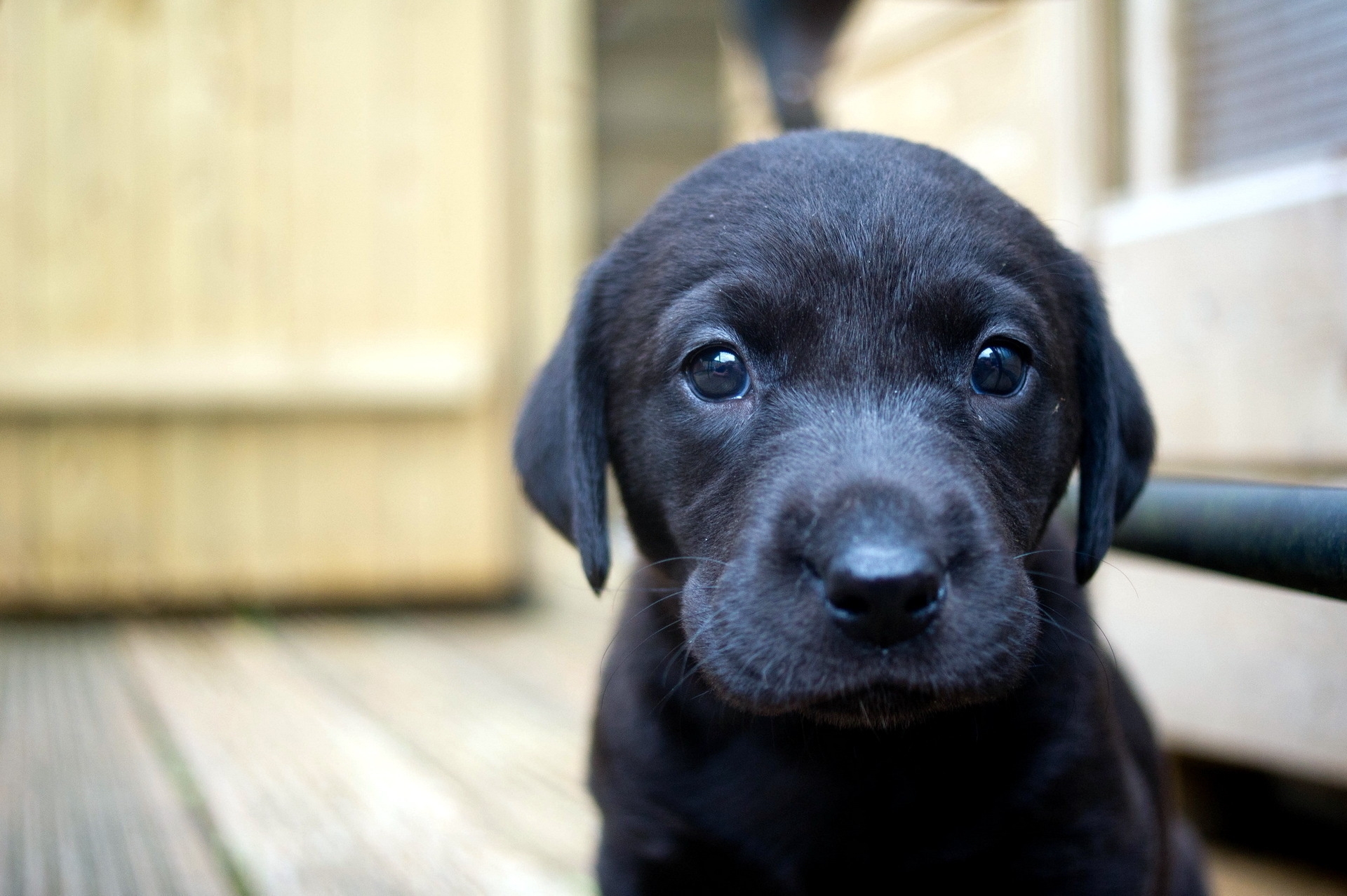 60890 download wallpaper puppy, animals, dog, muzzle, sight, opinion, labrador screensavers and pictures for free