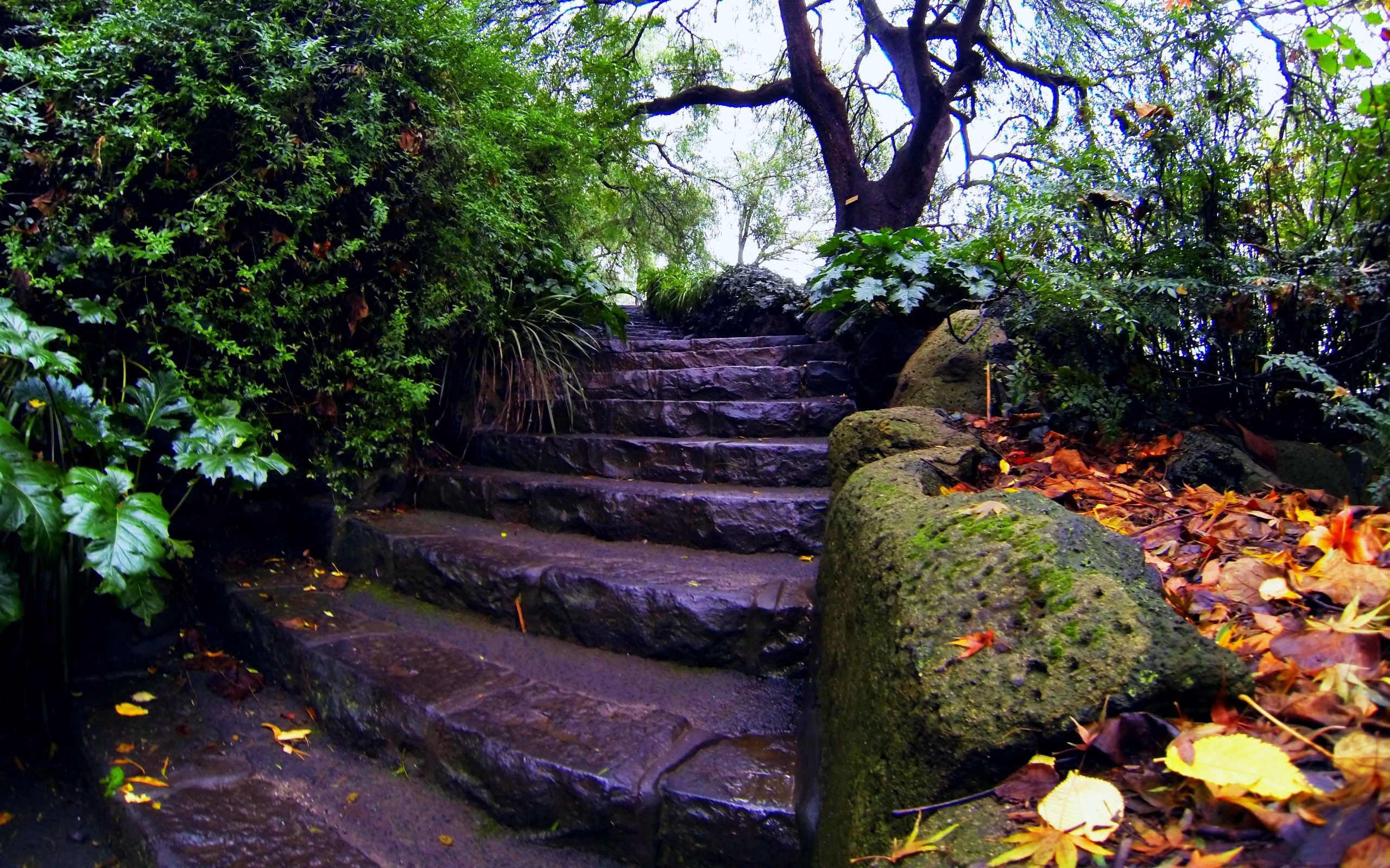 72762 Screensavers and Wallpapers Stairs for phone. Download nature, trees, autumn, stairs, ladder, foliage, moss pictures for free